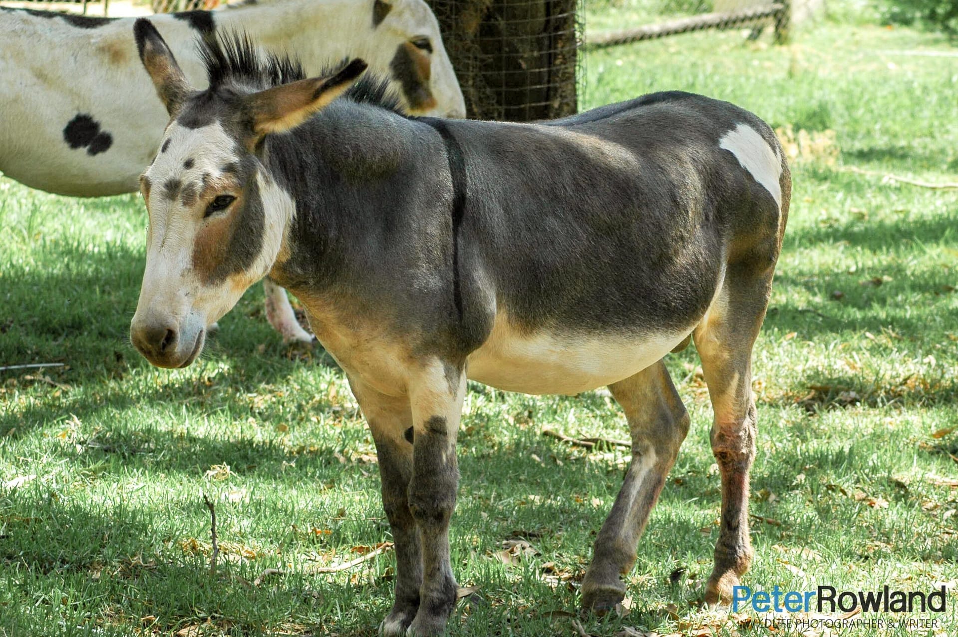 The Donkey (Equus asinus) was introduced into Australia and has established itself as a feral mammal