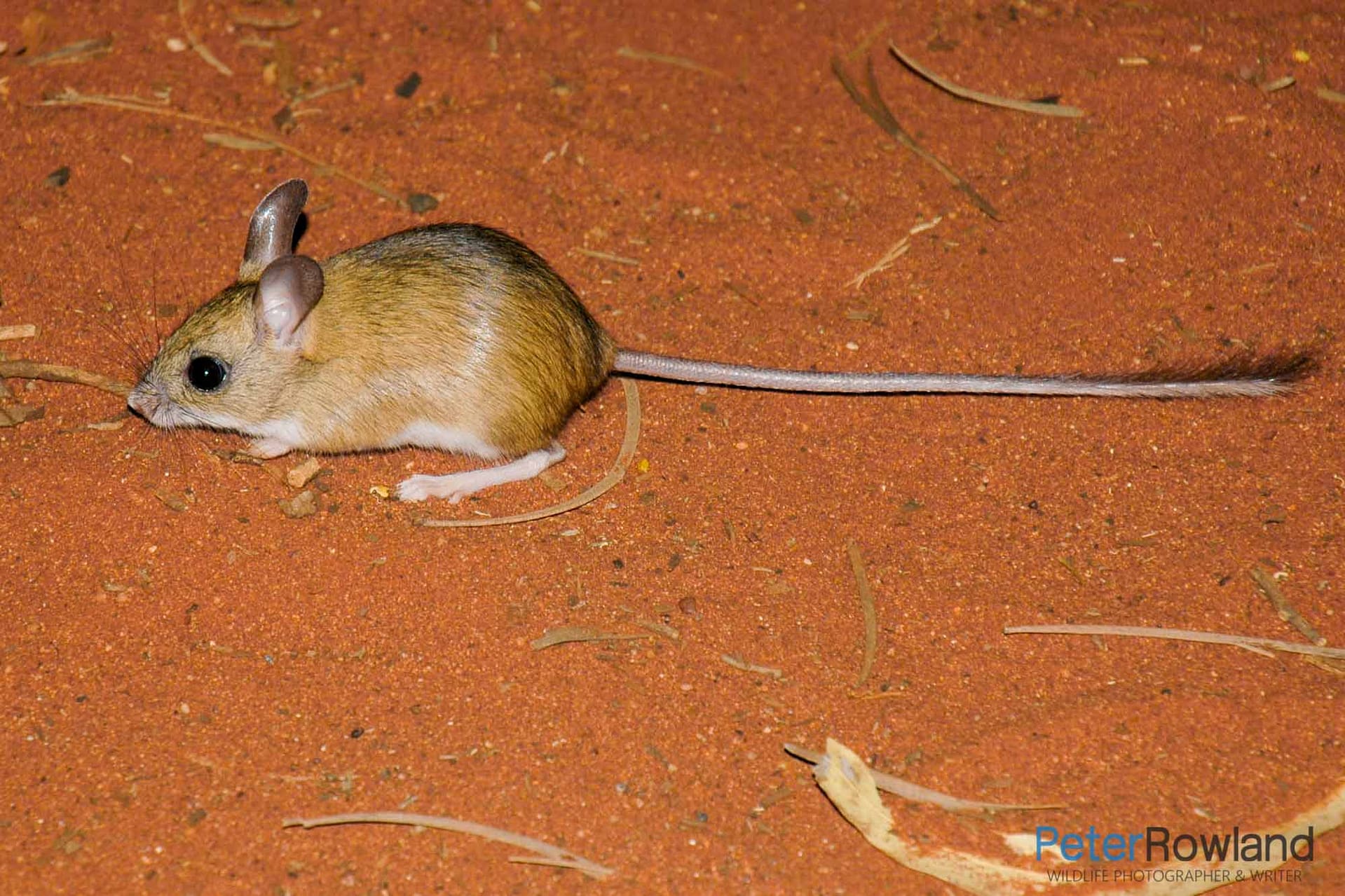 A Spinifex Hopping Mouse on the arid ground