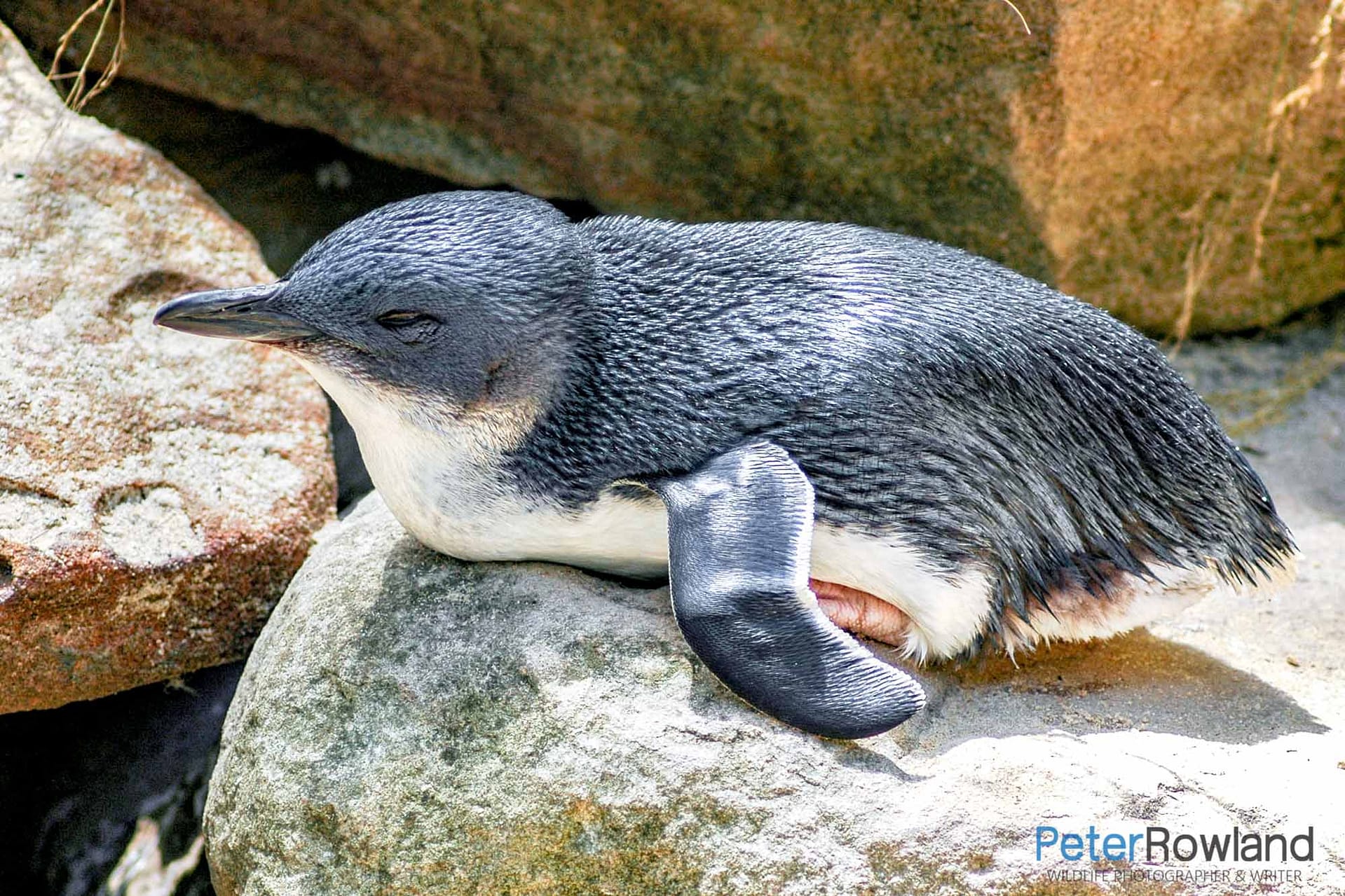 A Fairy Penguin lying prone on a rock