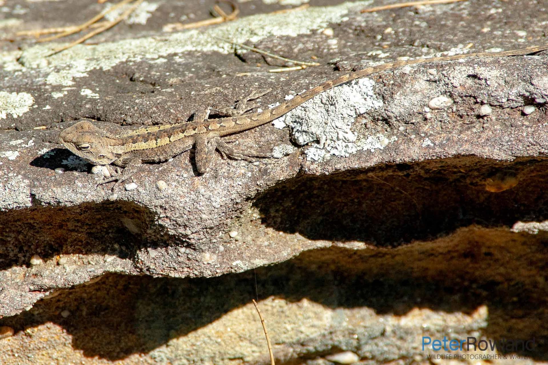 Jacky Lizard A Jacky Lizard basking on a rock slab