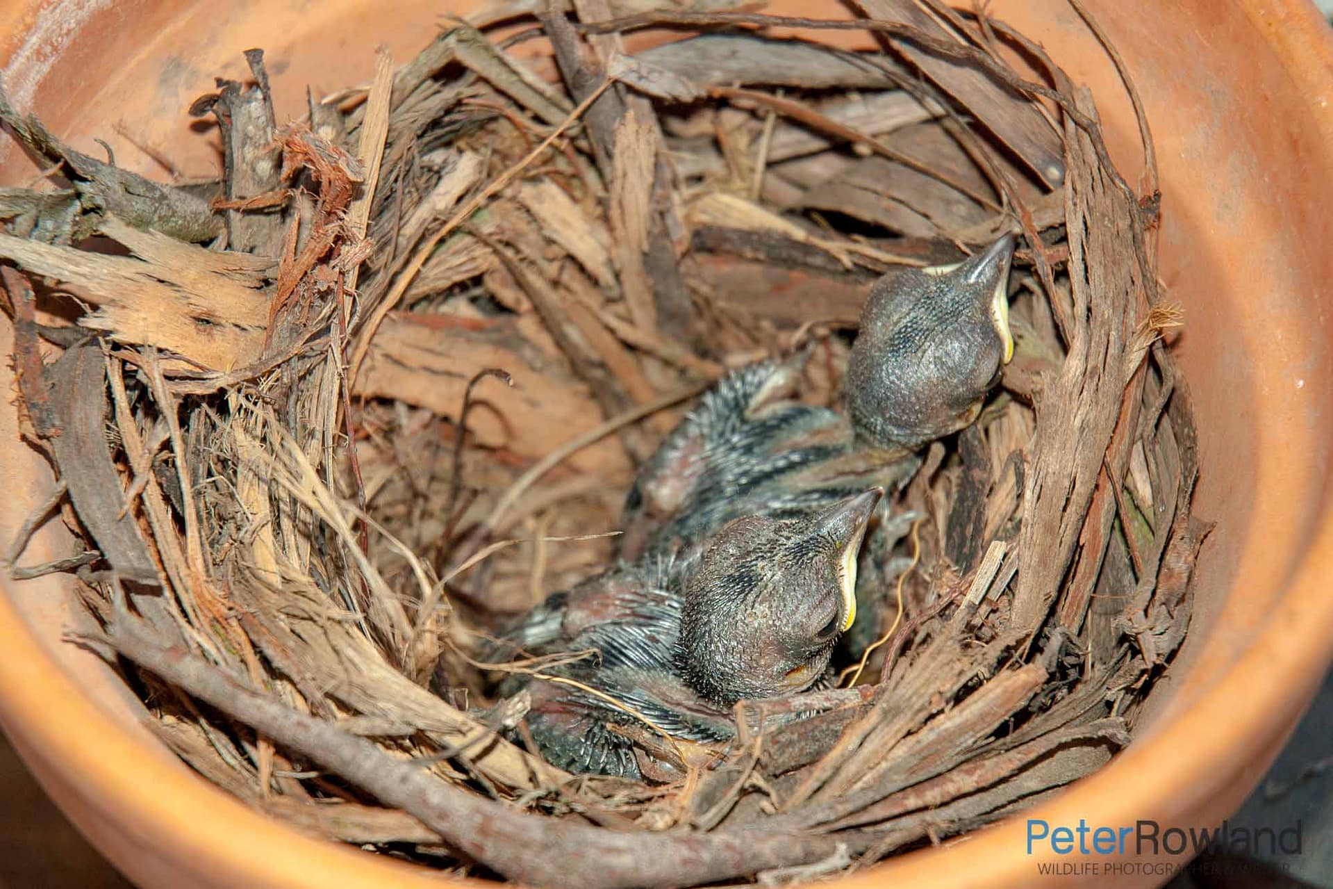 Grey Shrike-Thrush Grey Shrike-Thrush (Colluricincla harmonica) chicks in a nest within a terracotta pot