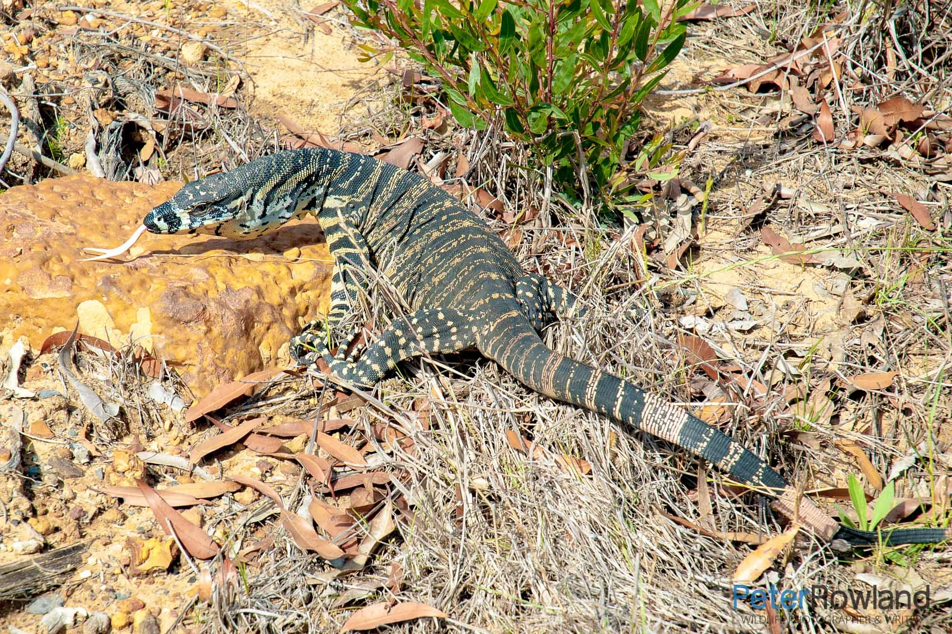 Lace Monitor A Lace Monitor crawling over the forest floor, smelling the air with its forked tongue