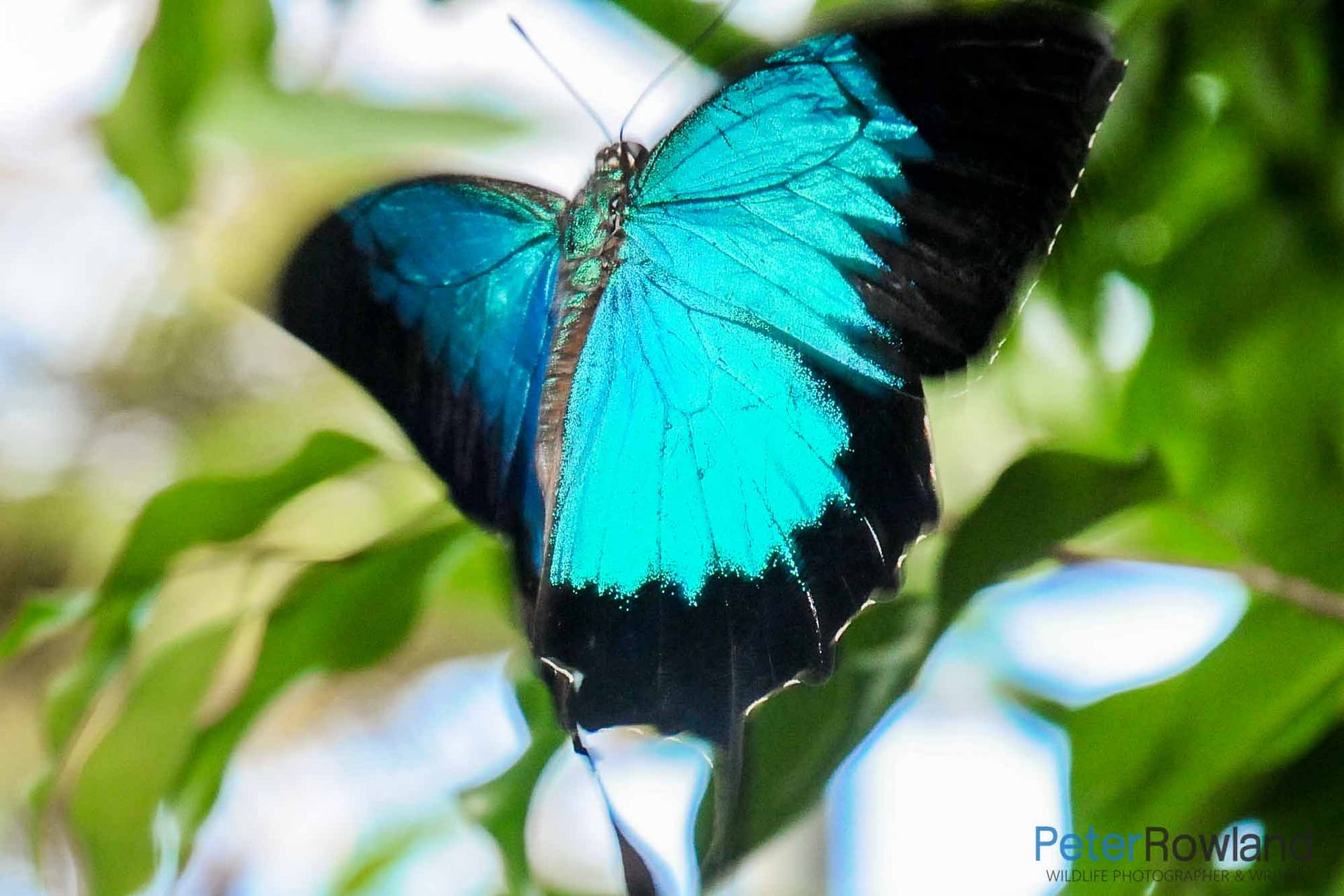 A Ulysses Swallowtail butterfly taking flight from a leaf