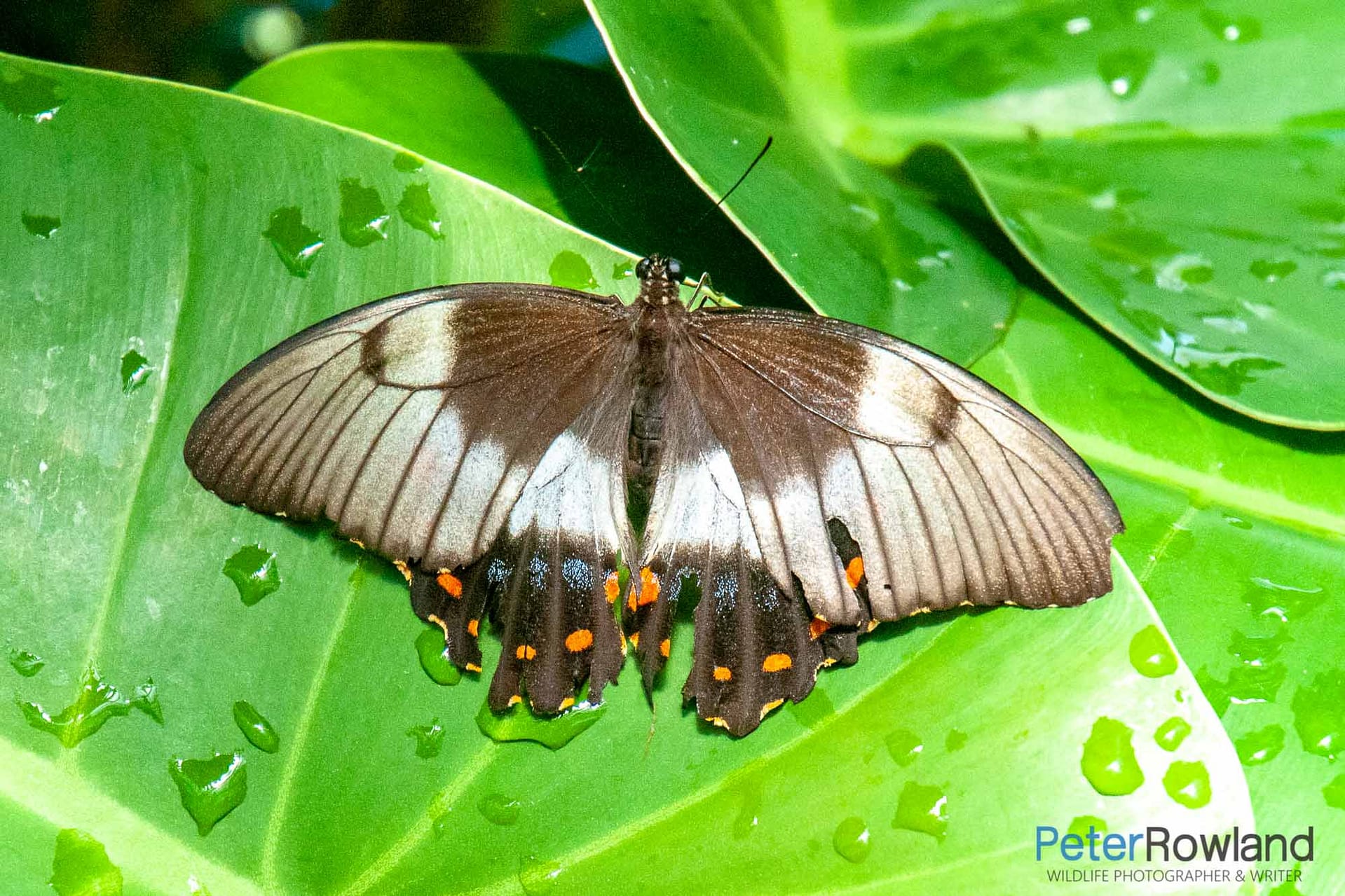 Orchard Swallowtail - Papilio aegus Female Orchard Swallowtail resting on a green leaf