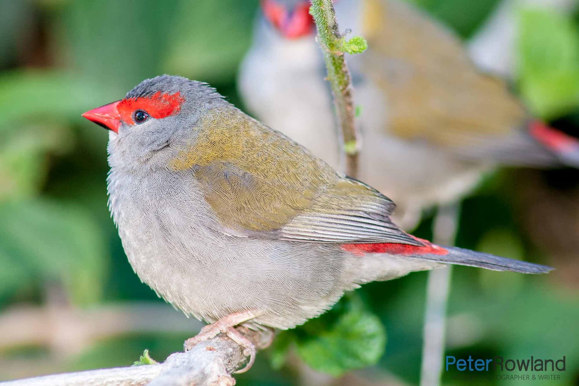 A pair of Red-browed Finches on a lantana branch