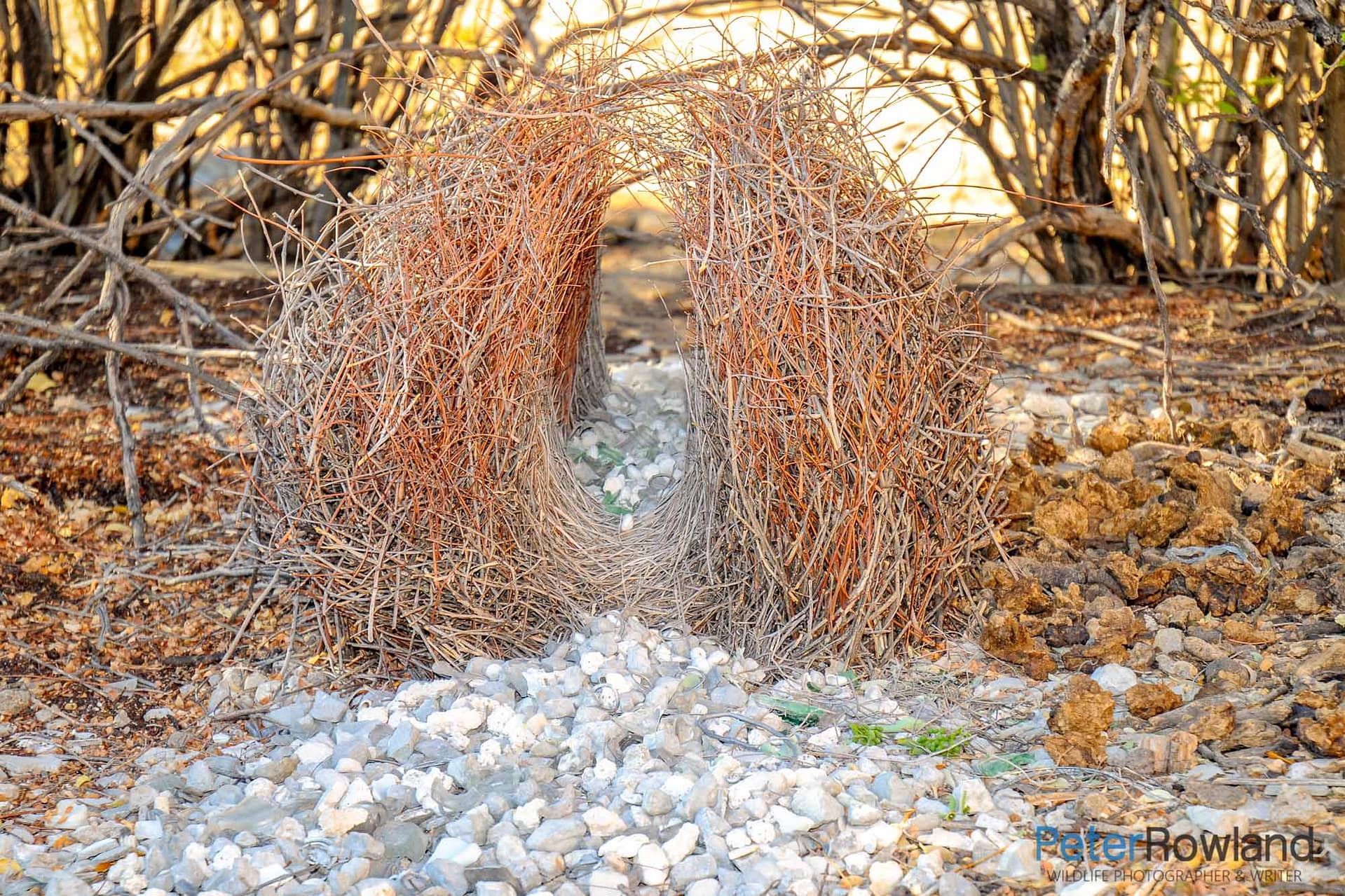 Great Bowerbird Bower Chlamydera nuchalis A Great Bowerbird Bower