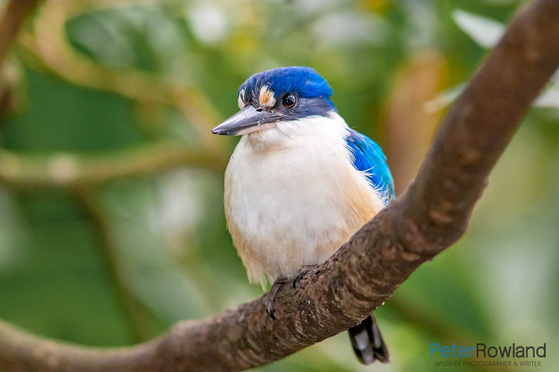 Forest Kingfisher sitting on a branch in the forest
