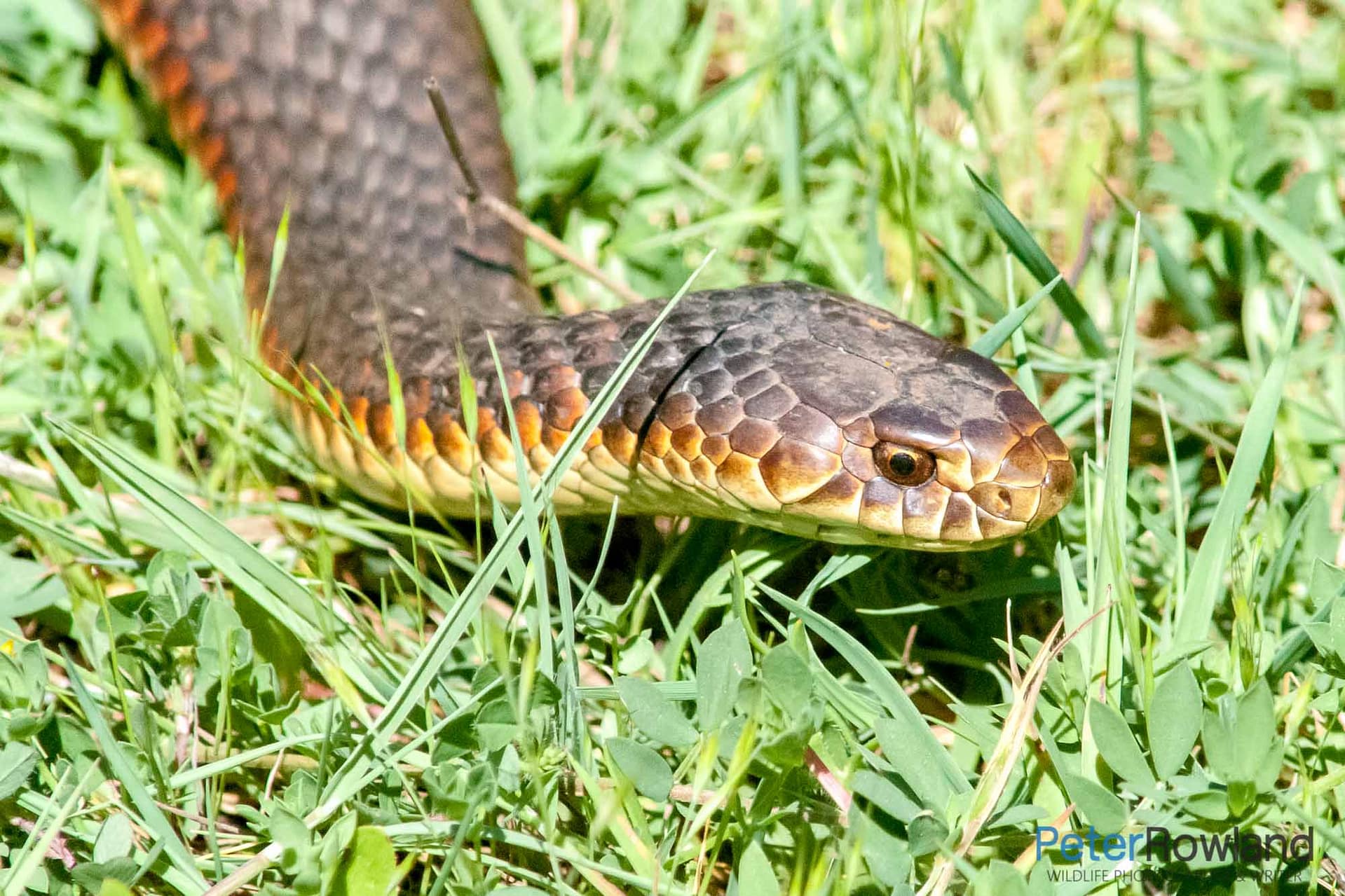 A Lowland Copperhead snake hunting through the green grass. [Photographed by Peter Rowland]