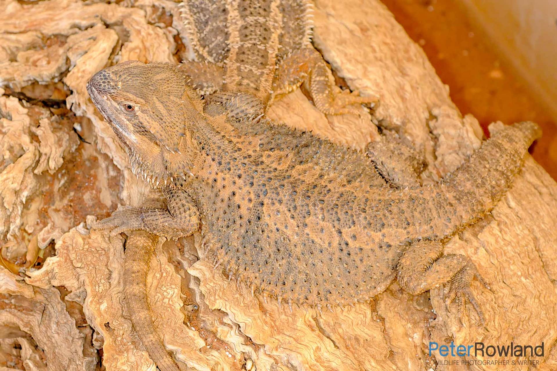 Eastern Bearded Dragon A pair of Eastern Bearded Dragons basking on a log in an enclosure