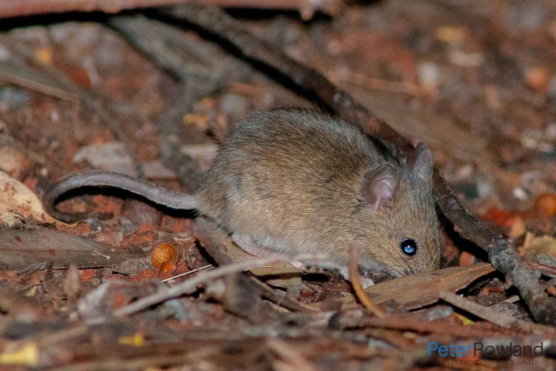 House Mouse A House Mouse foraging for food amongst the ground litter