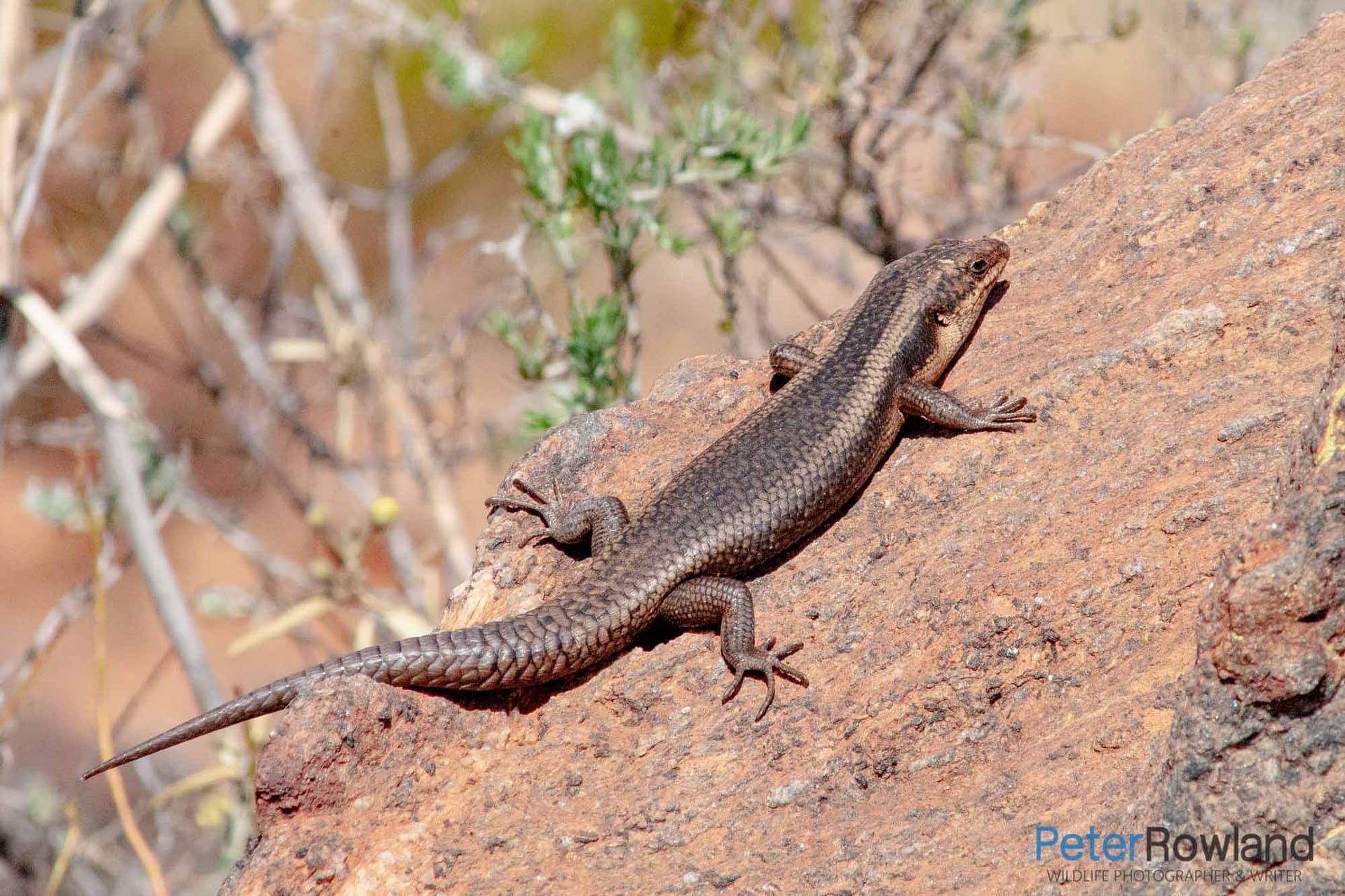 Tree Skink A Tree skink basking on an exposed rock