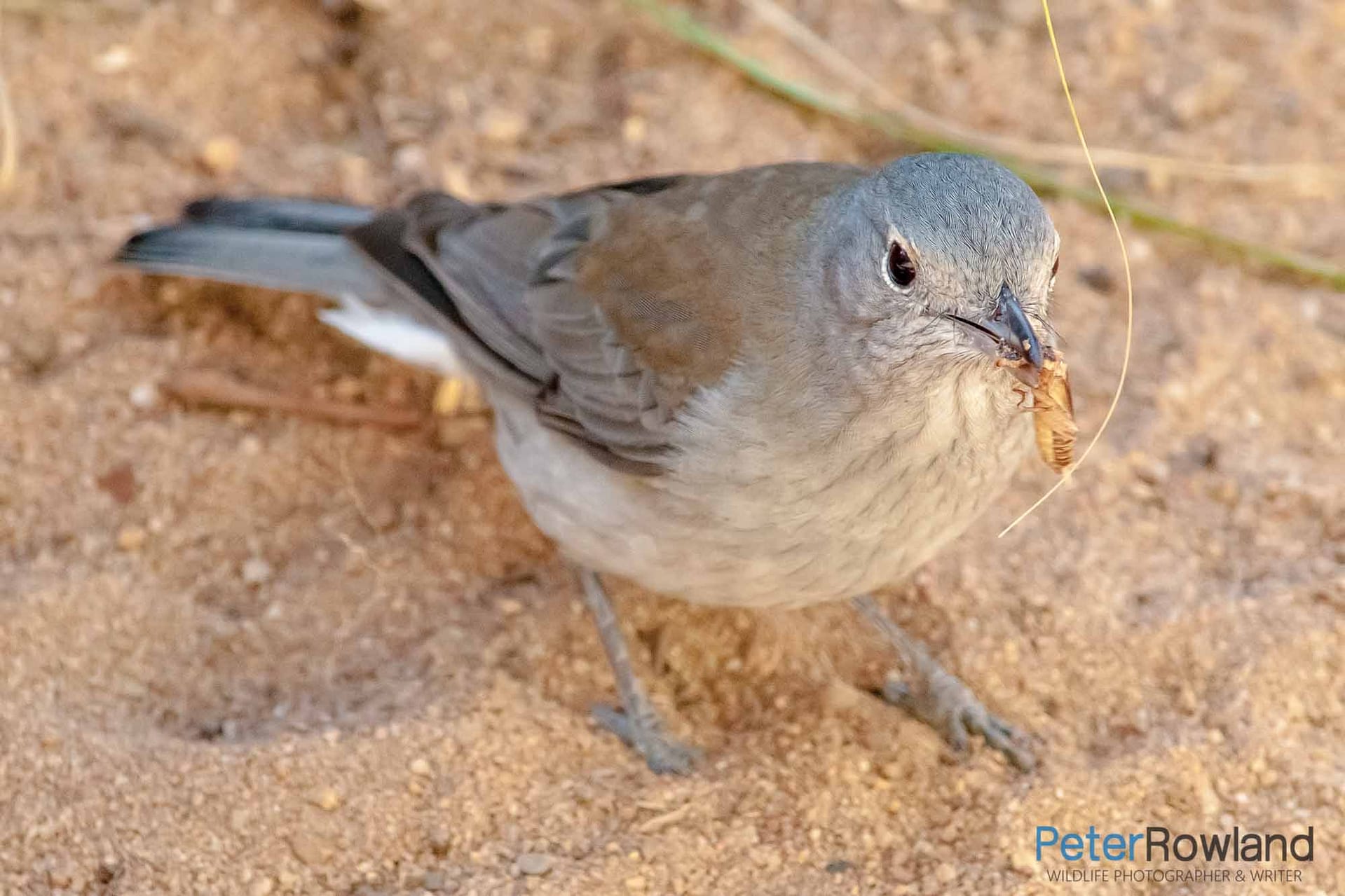 A Grey Shrikethrush with a cricket in its bill