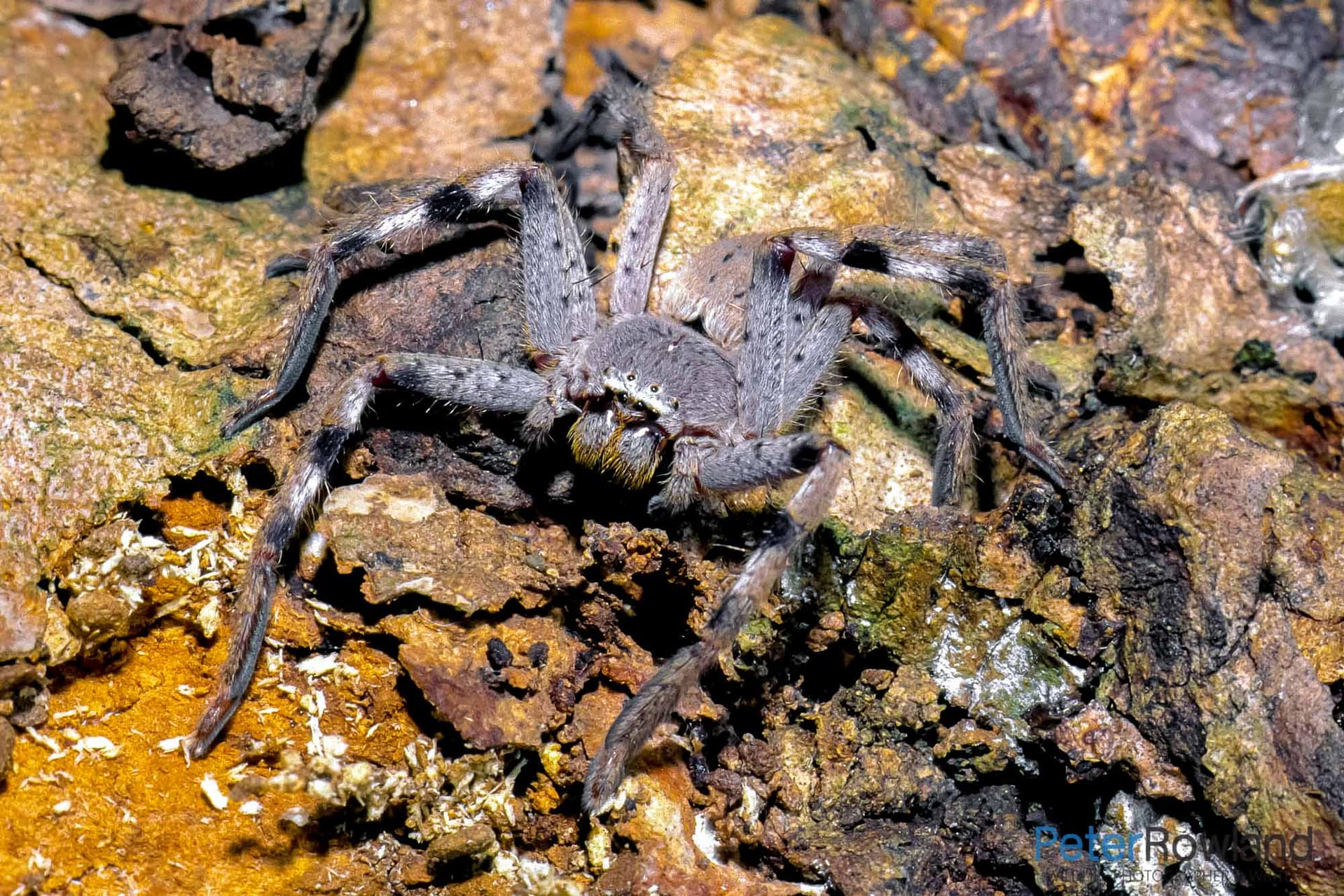 A Badge Huntsman on a tree