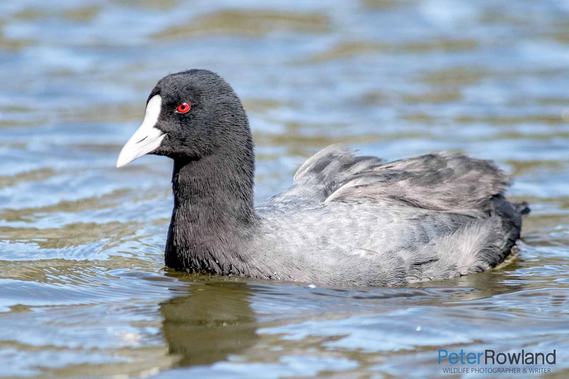 Eurasian Coot Fulica atra A swimming Eurasian Coot