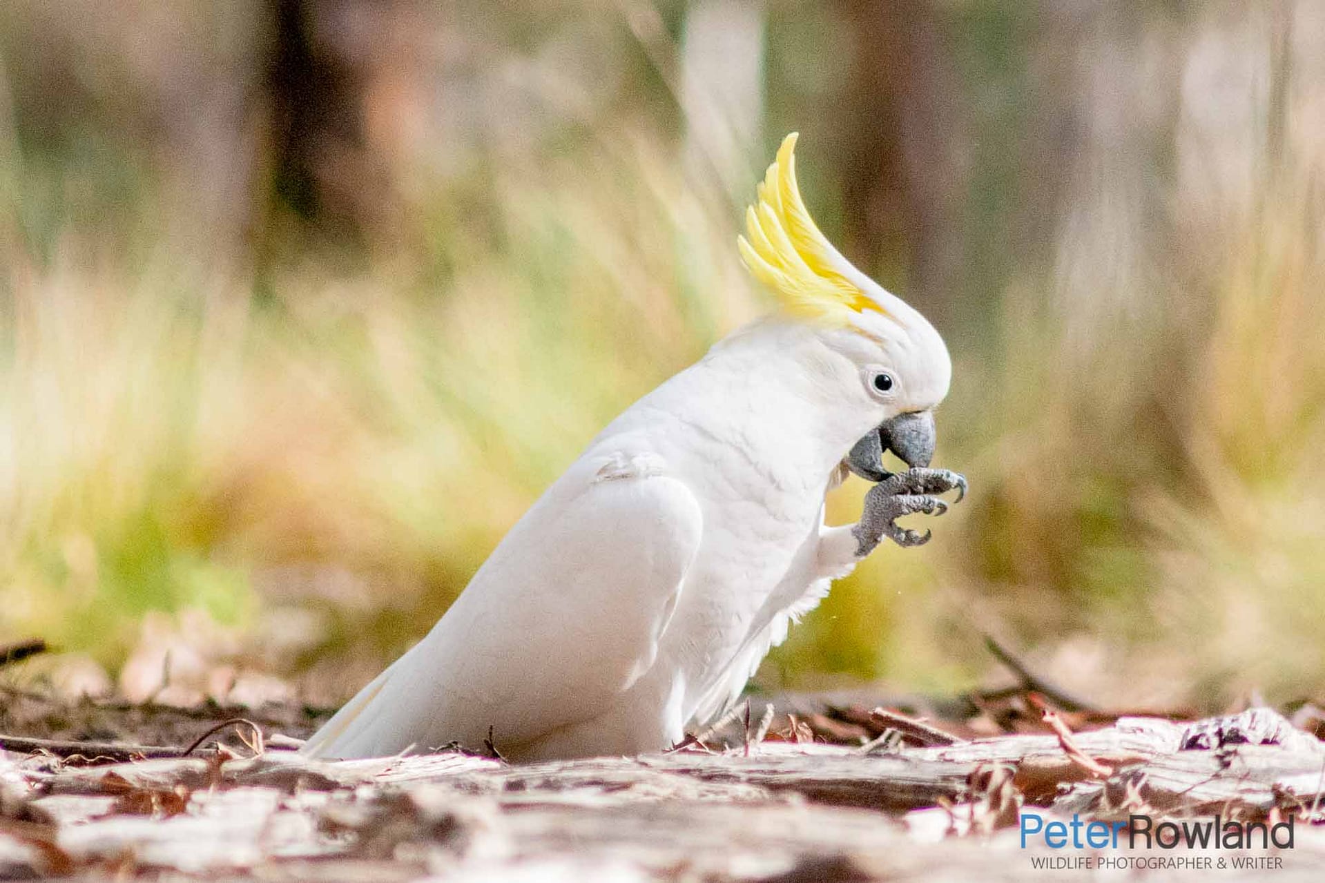 A Sulphur-crested Cockatoo Grooming itself on the woodland floor