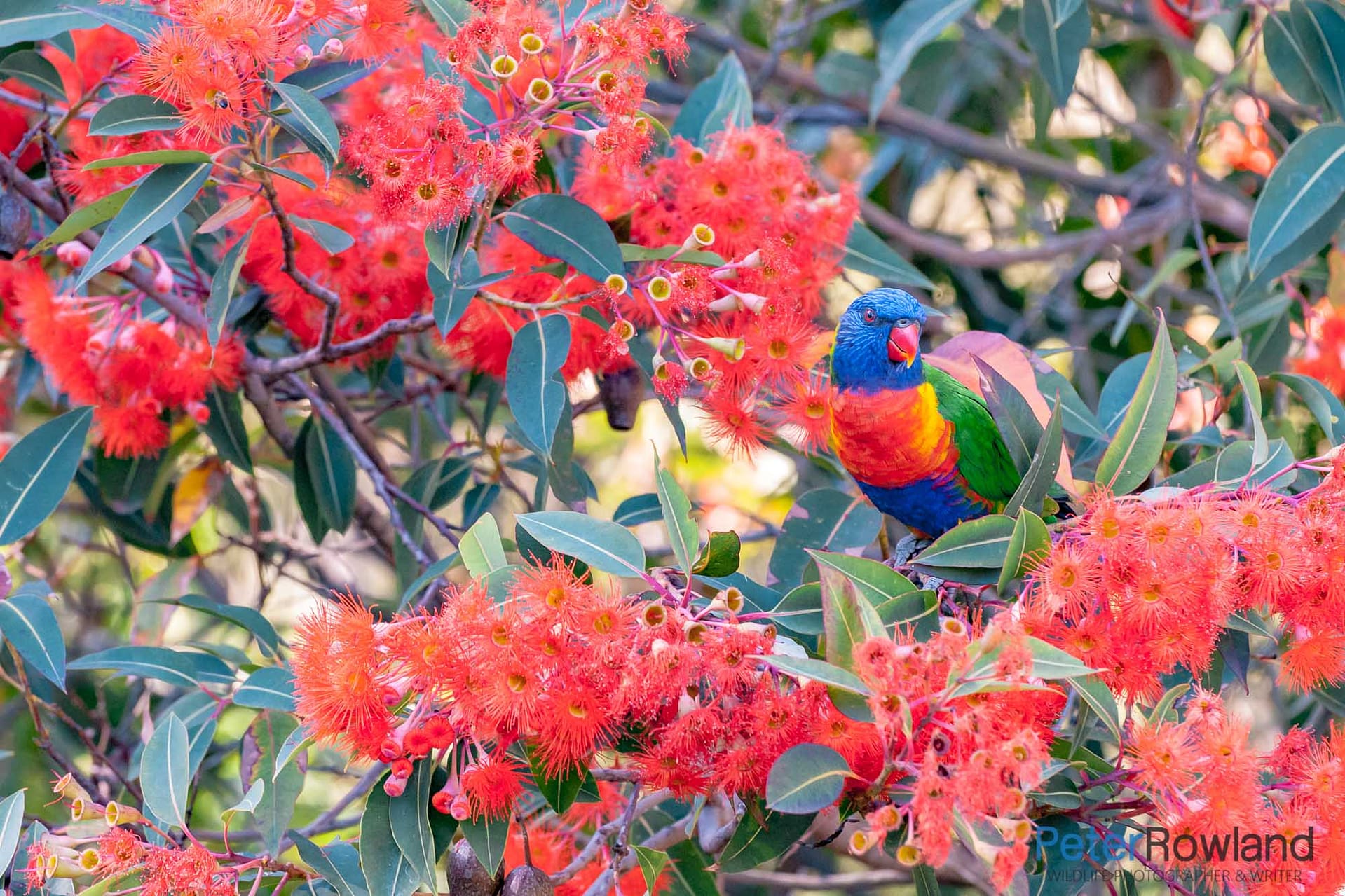 A Rainbow Lorikeet among rich red flowers