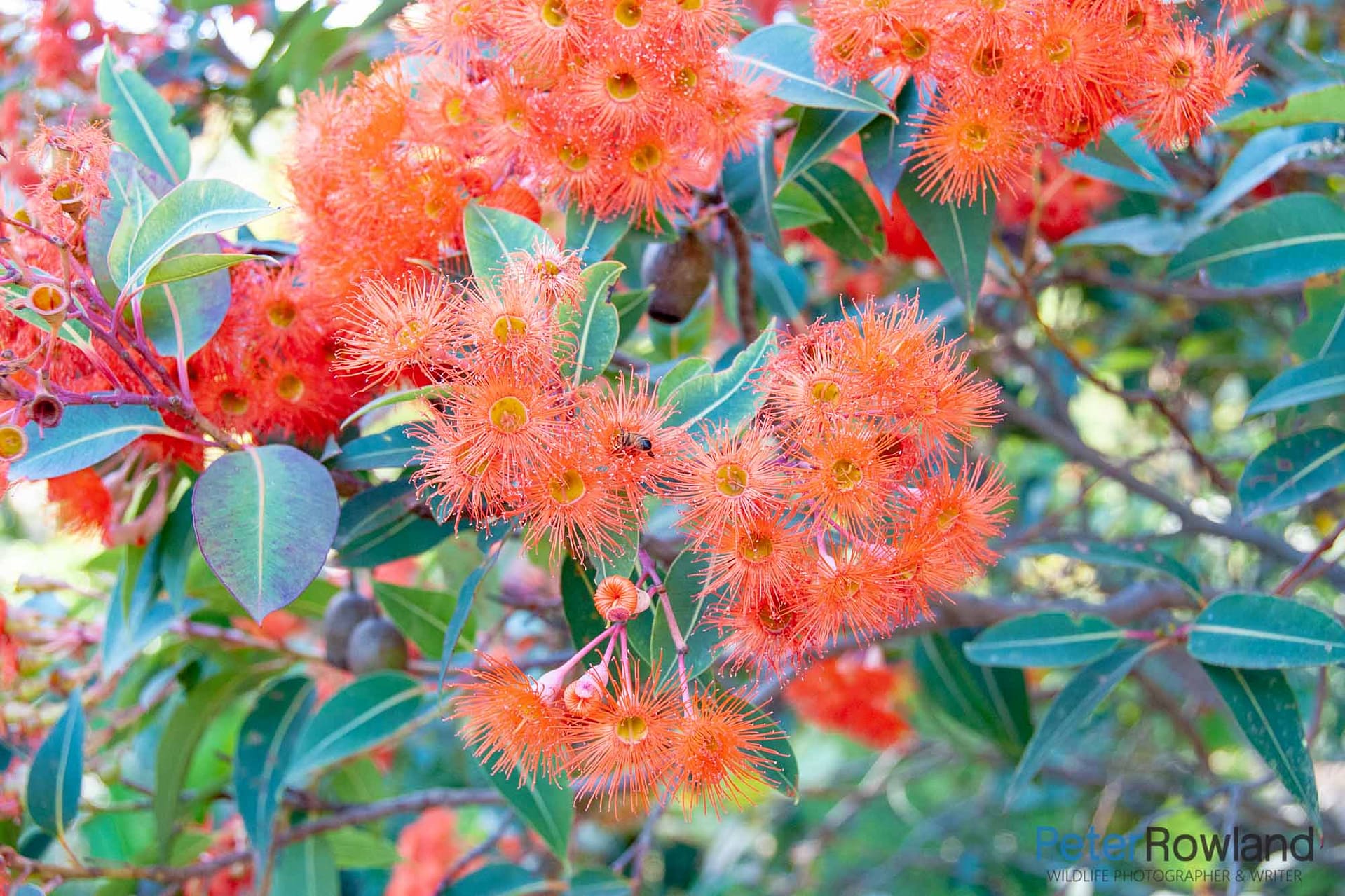 Close up of the flower blossoms on an albany Red Flowering Gum. [Photographed by Peter Rowland]