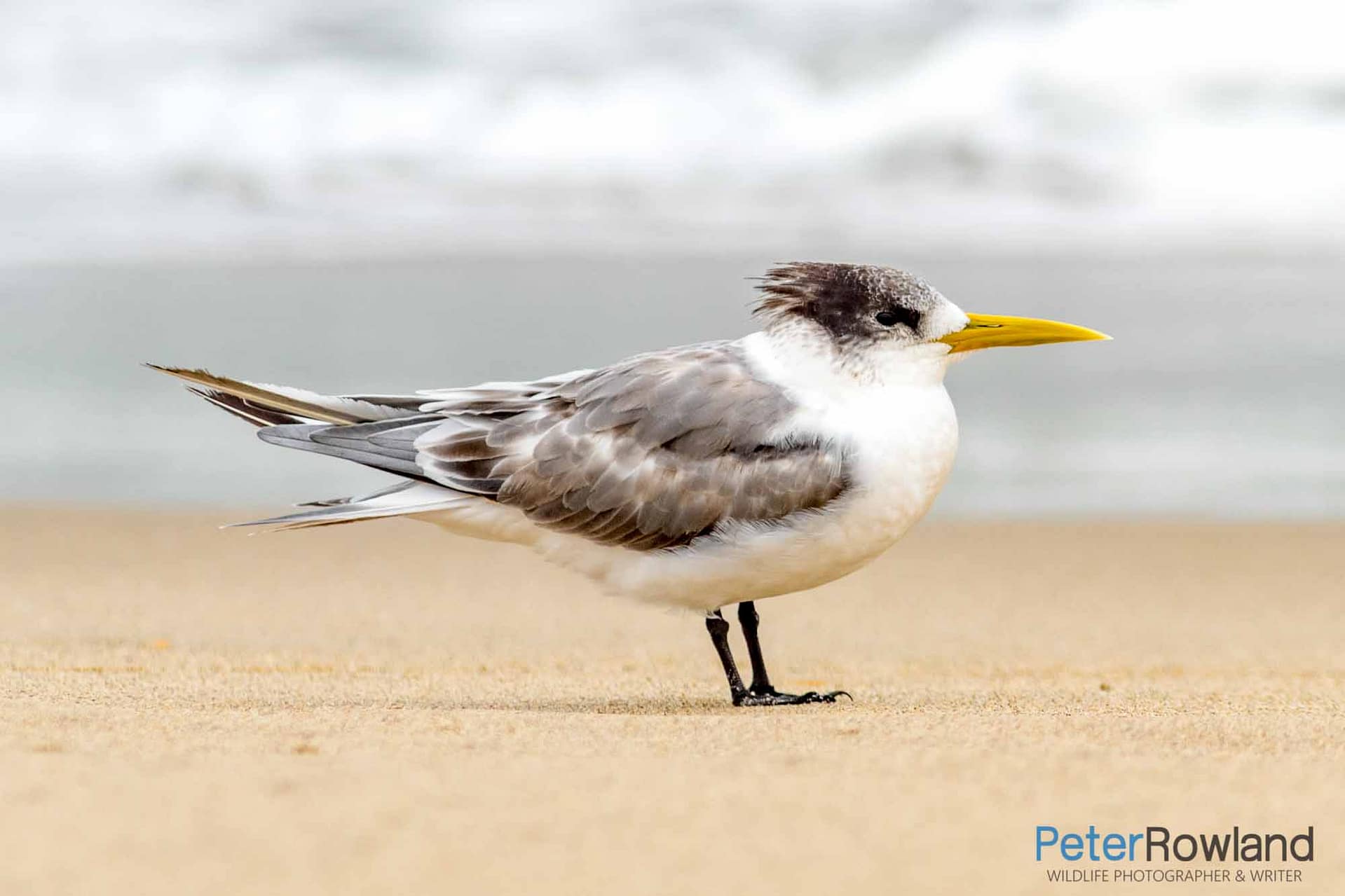 A Crestern Tern on the beach