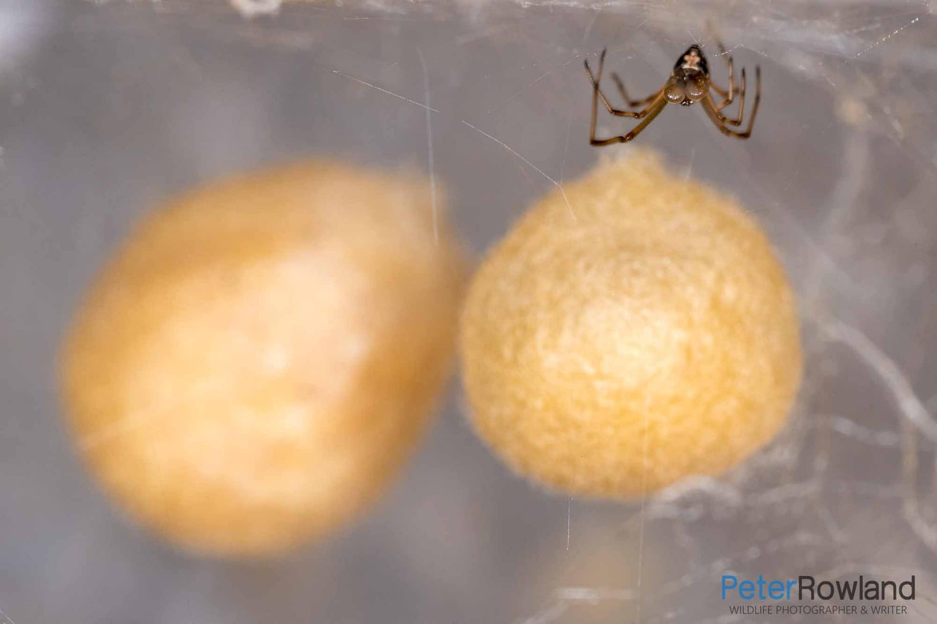 Redback Spider A male Redback Spider on a web next to two egg sacs