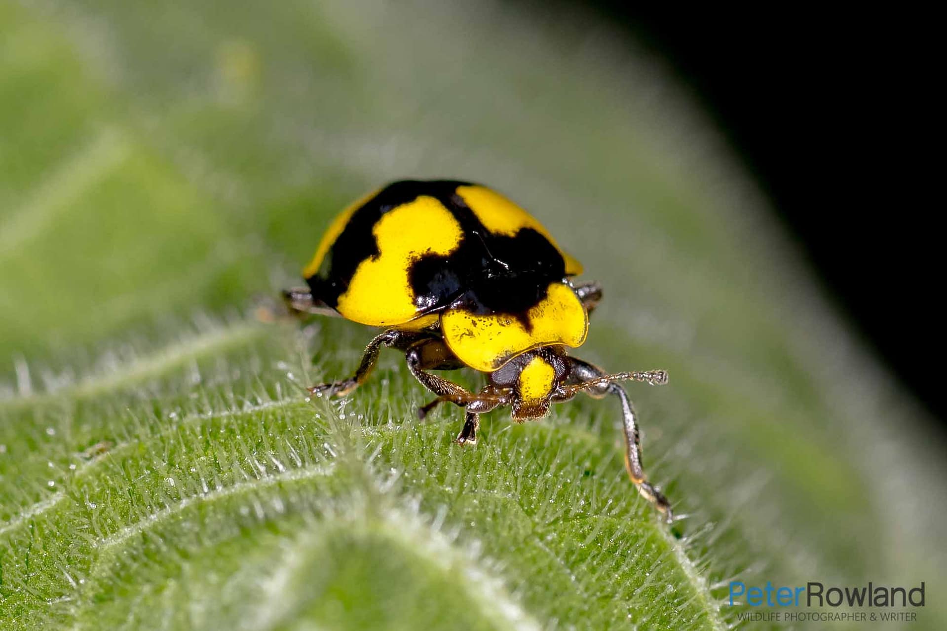 Fungus-eating Ladybird An adult Fungus-eating Ladybird on the leaf of a pumpkin plant