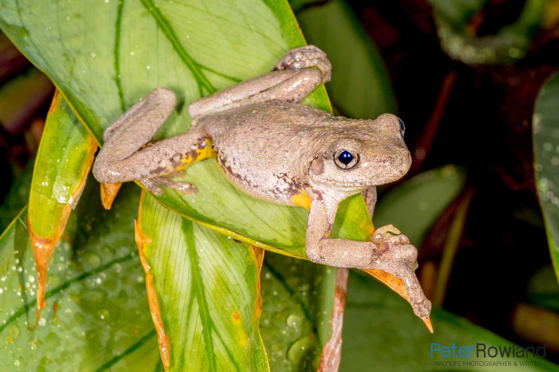 Peron's Tree Frog A Peron's Tree Frog on a leaf
