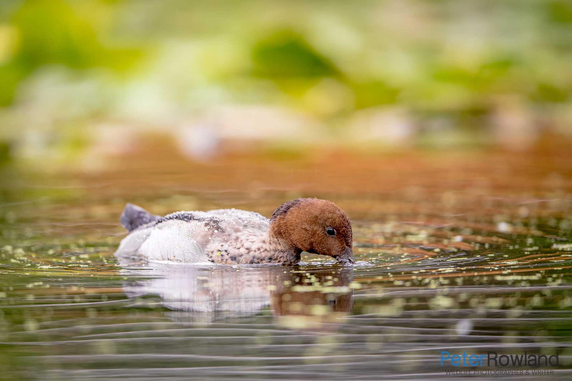 Australian Wood Duck feeding on the surface of a pond with floating pond weed and green plants in background
