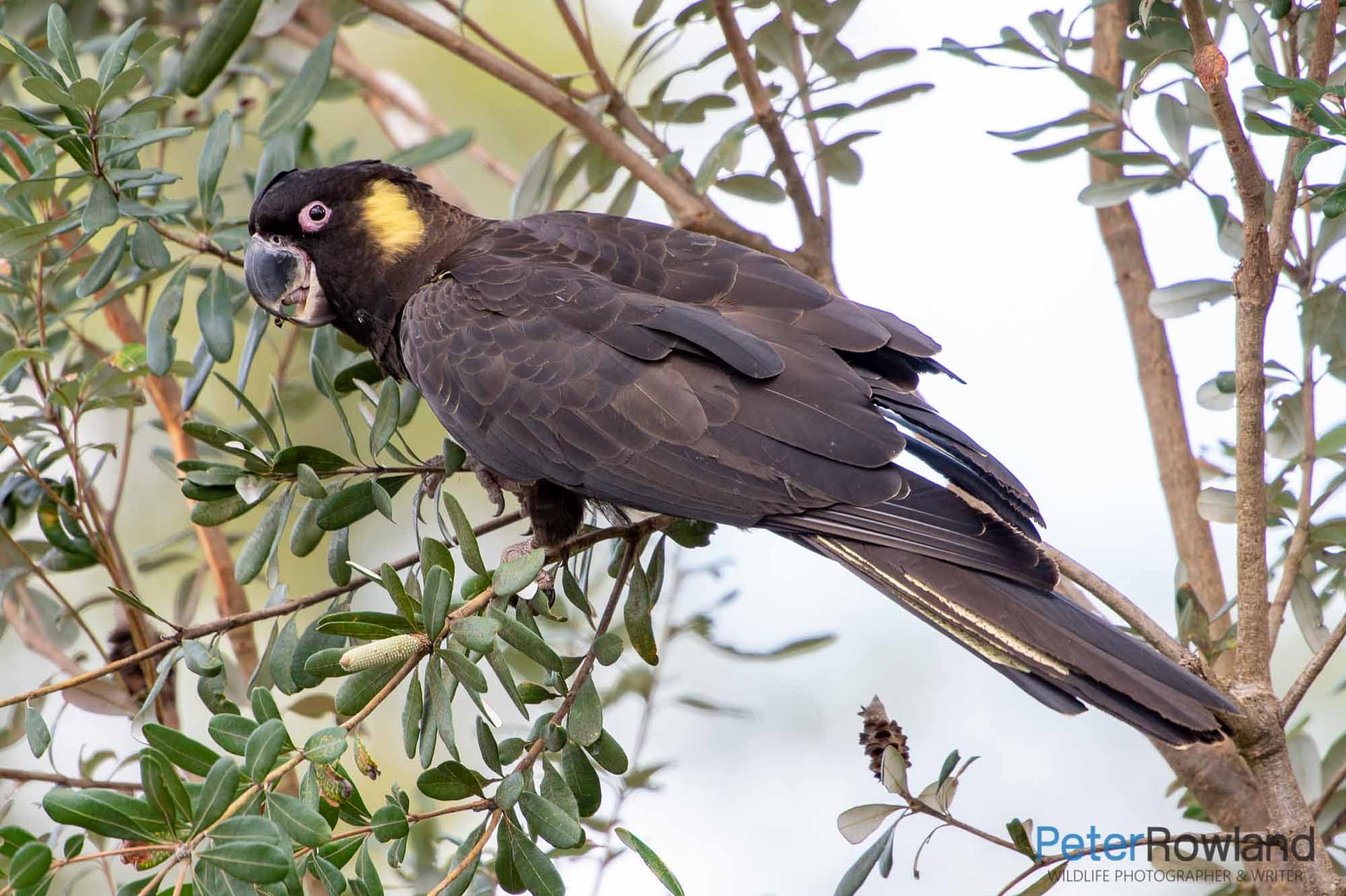 Yellow-tailed Black-Cockatoo feeding in a eucalyot