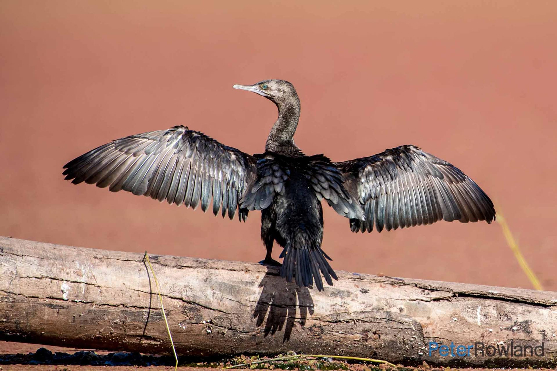 A Little Black Cormorant perched atop a log