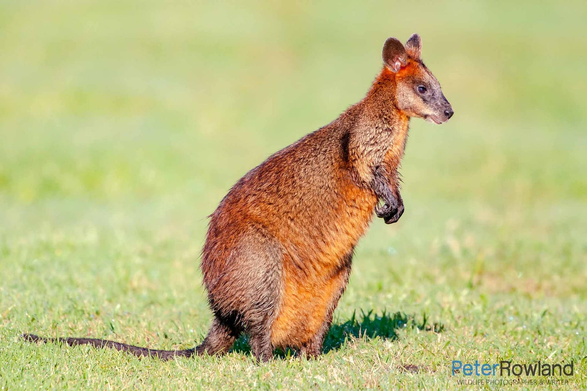 Swamp Wallaby A Swamp Wallaby standing in a grassy clearing