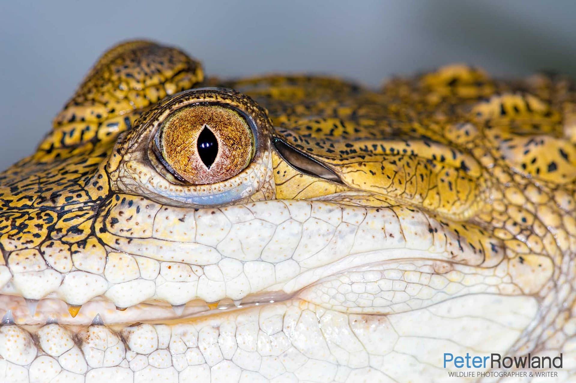 Close up of eye of a young Freshwater (or Johnston's) Crocodile
