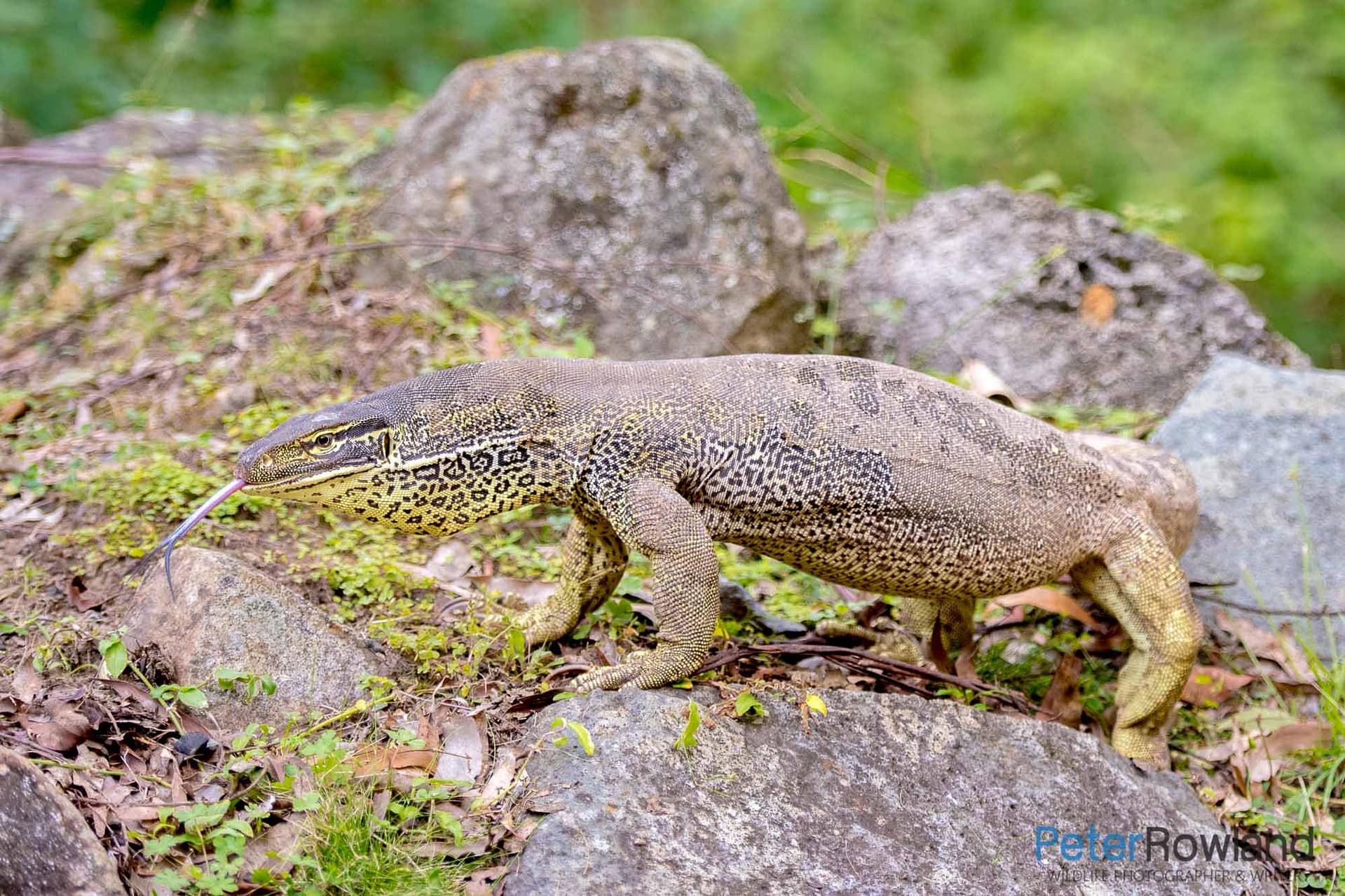 Yellow-spotted Monitor Yellow-spotted Monitor tasting the air with its forked tongue