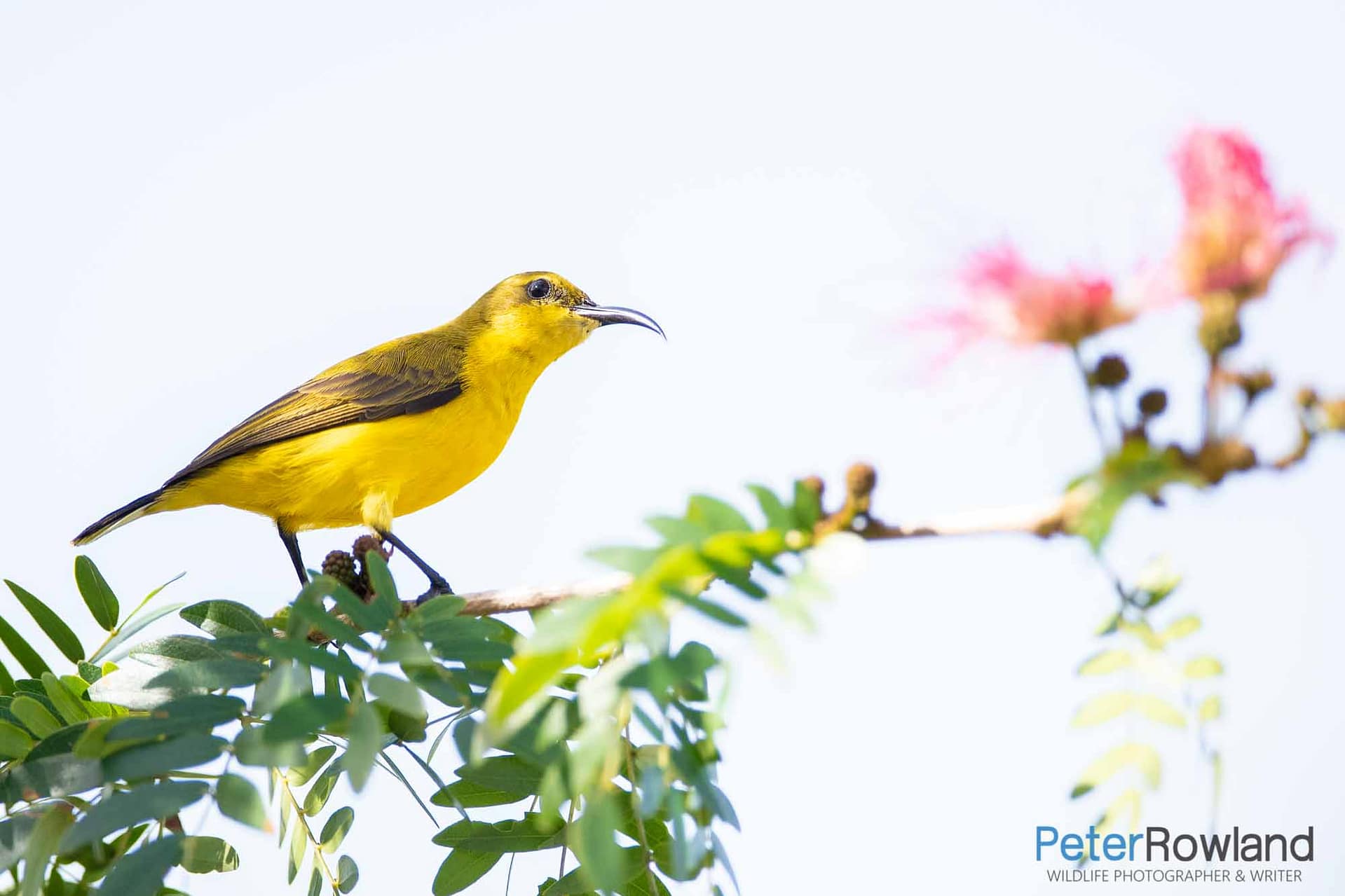 Olive-backed_Sunbird Female Olive-backed Sunbird perched on small branch amongst green and yellow leaves