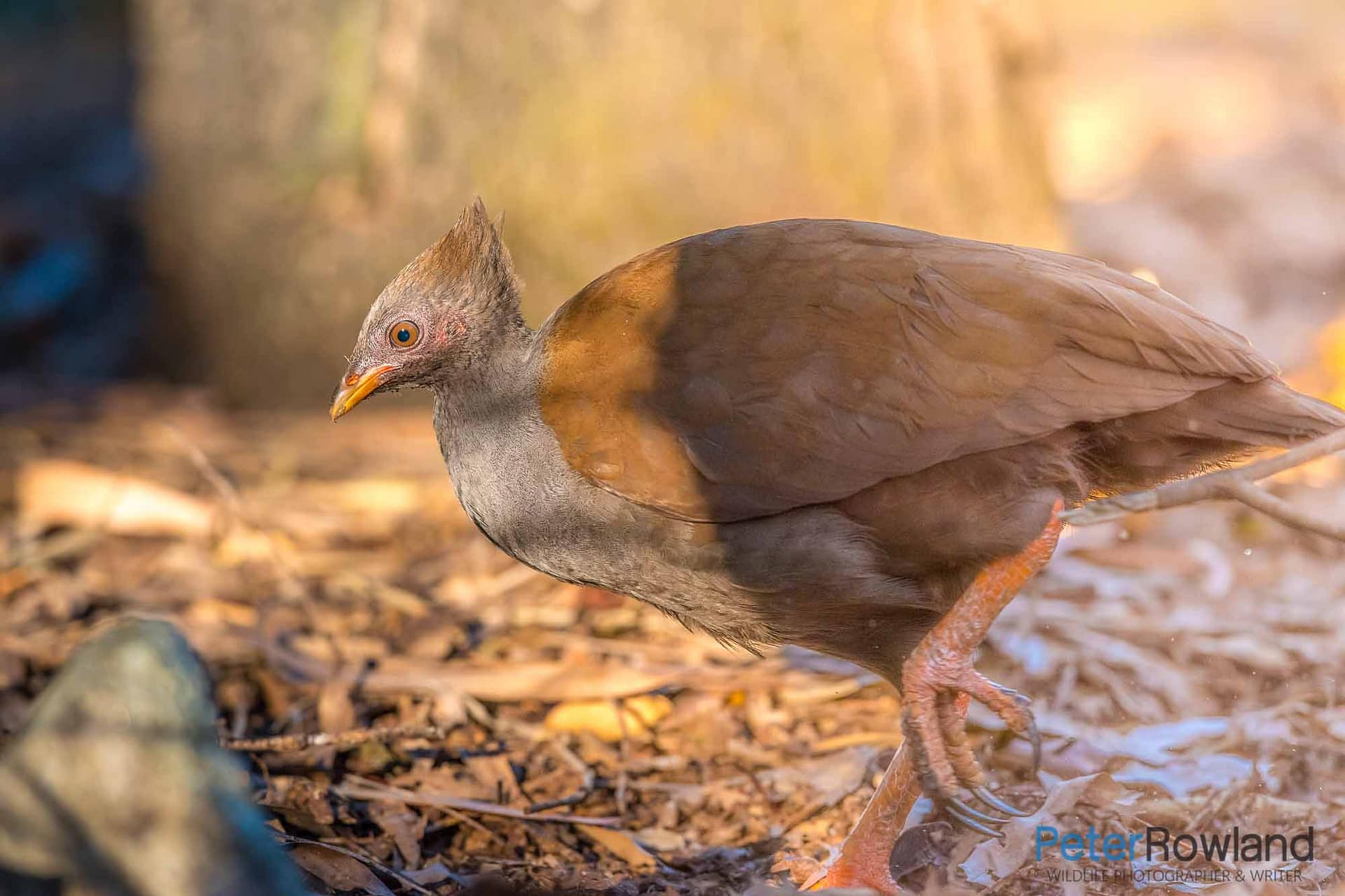 An Orange-footed Scrubfowl walking on leaf-littered ground