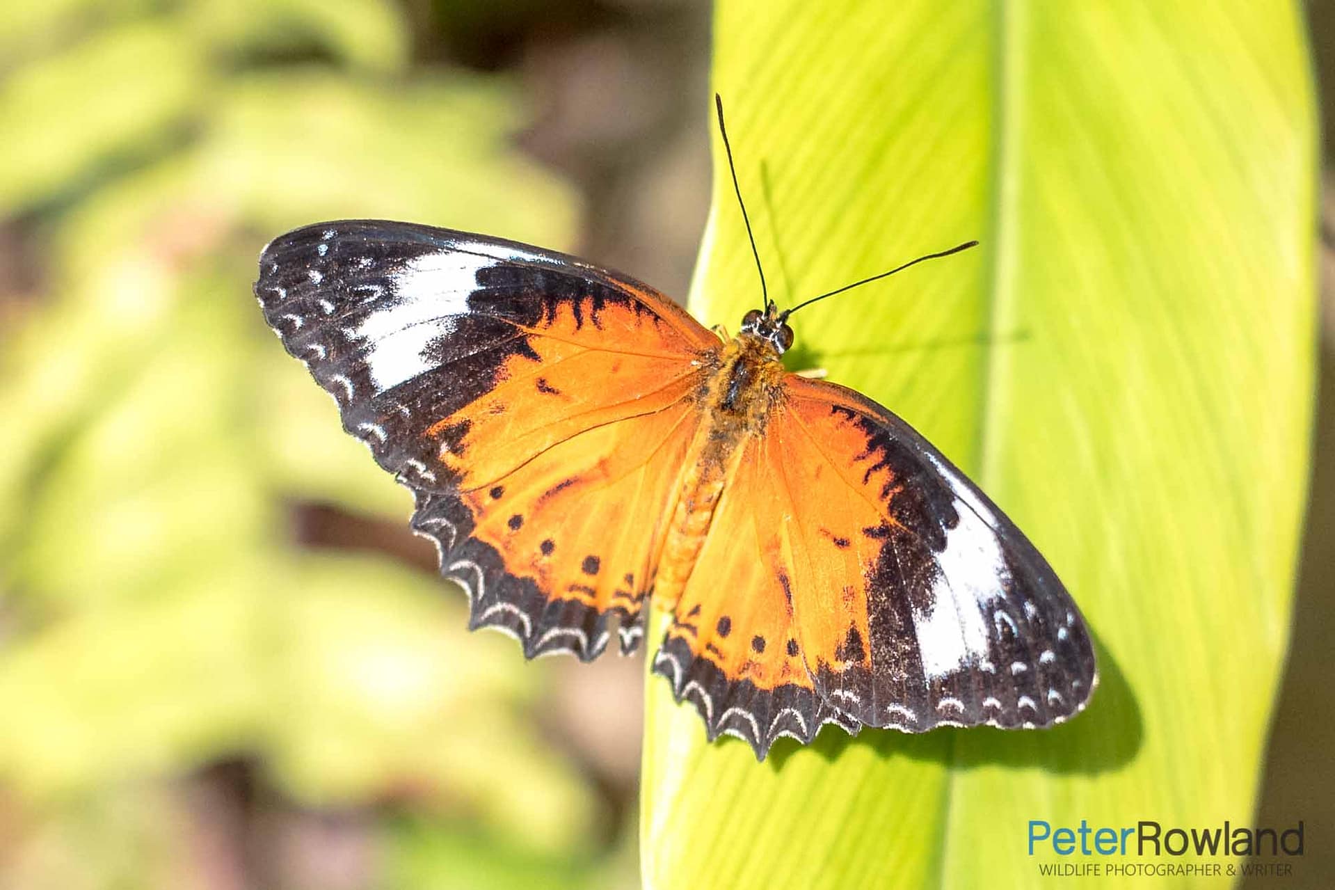 An Orange Lacewing butterfly perched on a green leaf with wings open