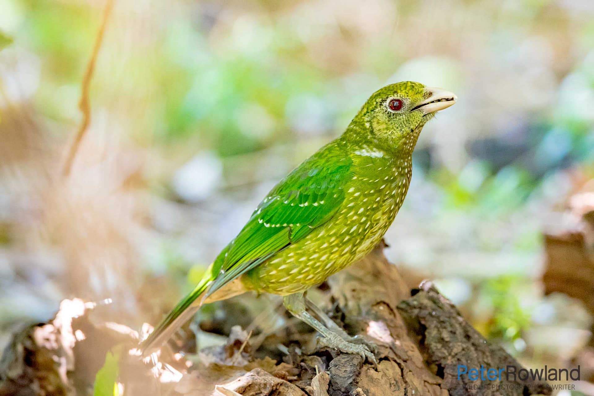 A Green Catbird perched on the ground in a rainforest