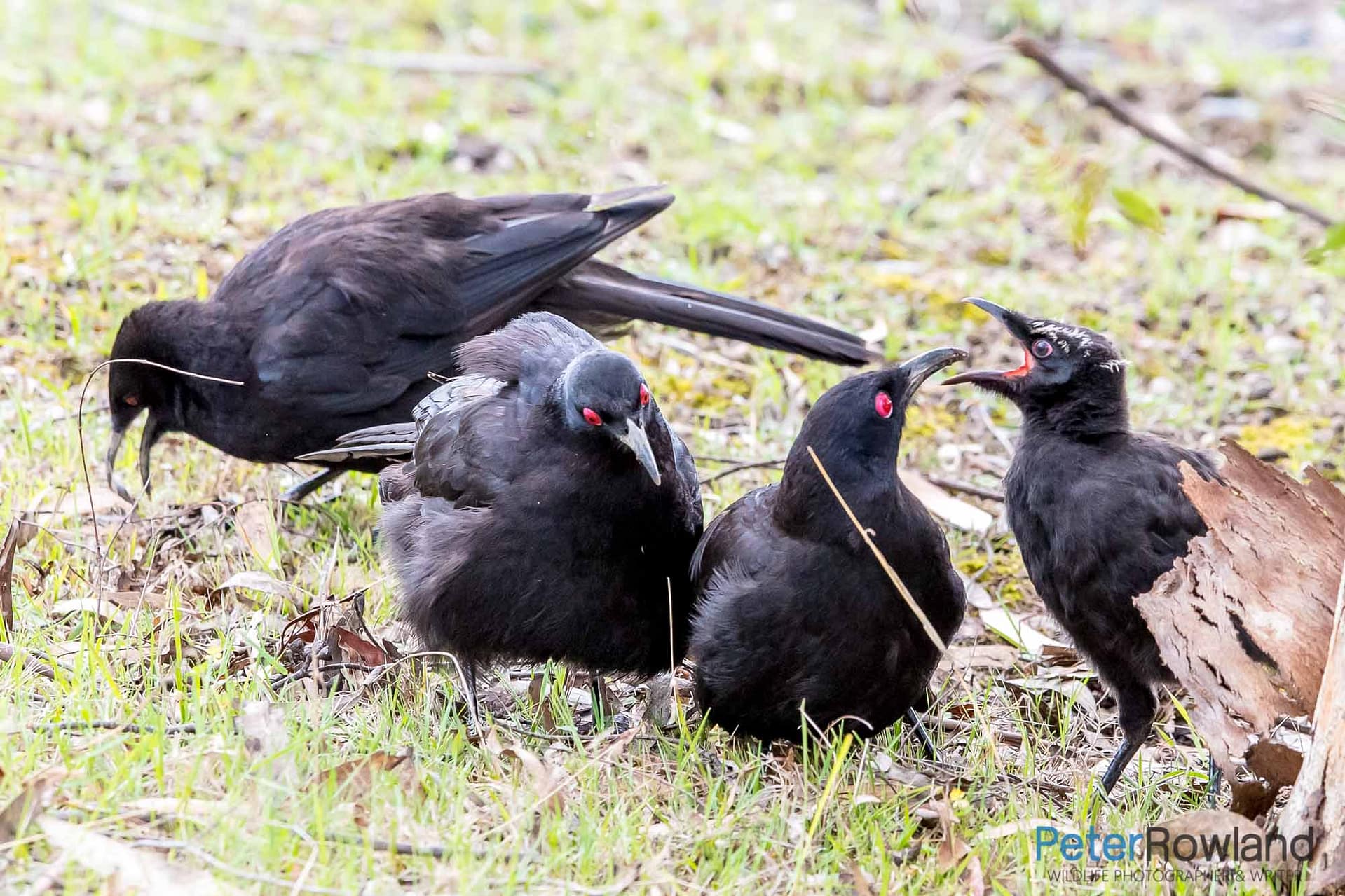 White-Winged_Chough White-Winged_Chough group feeding young bird on the ground