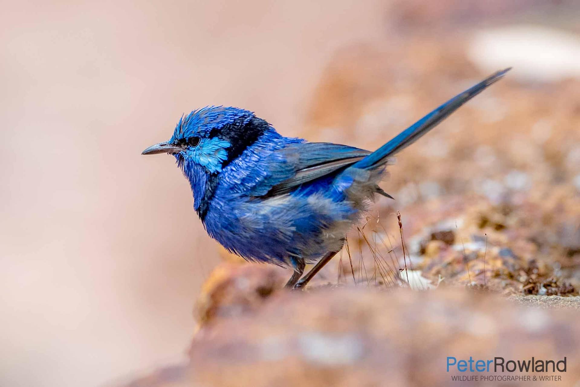 A Male Splendid Fairywren overlooking an edge