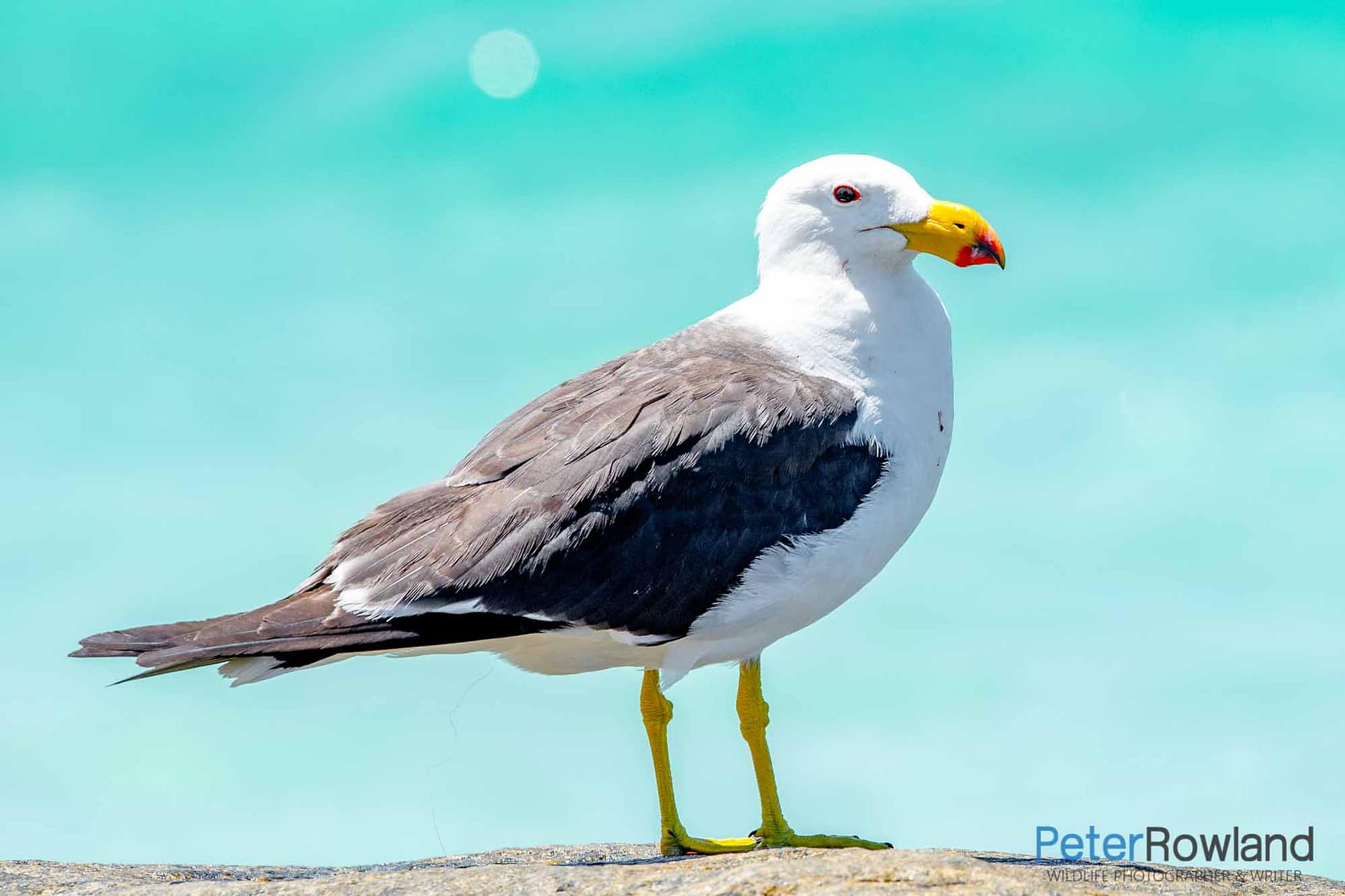 A Pacific Gull perched atop a stone wall