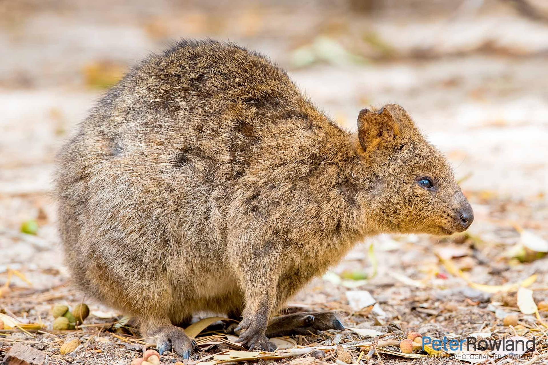 A Quokka on Rottnest Island Western Australia