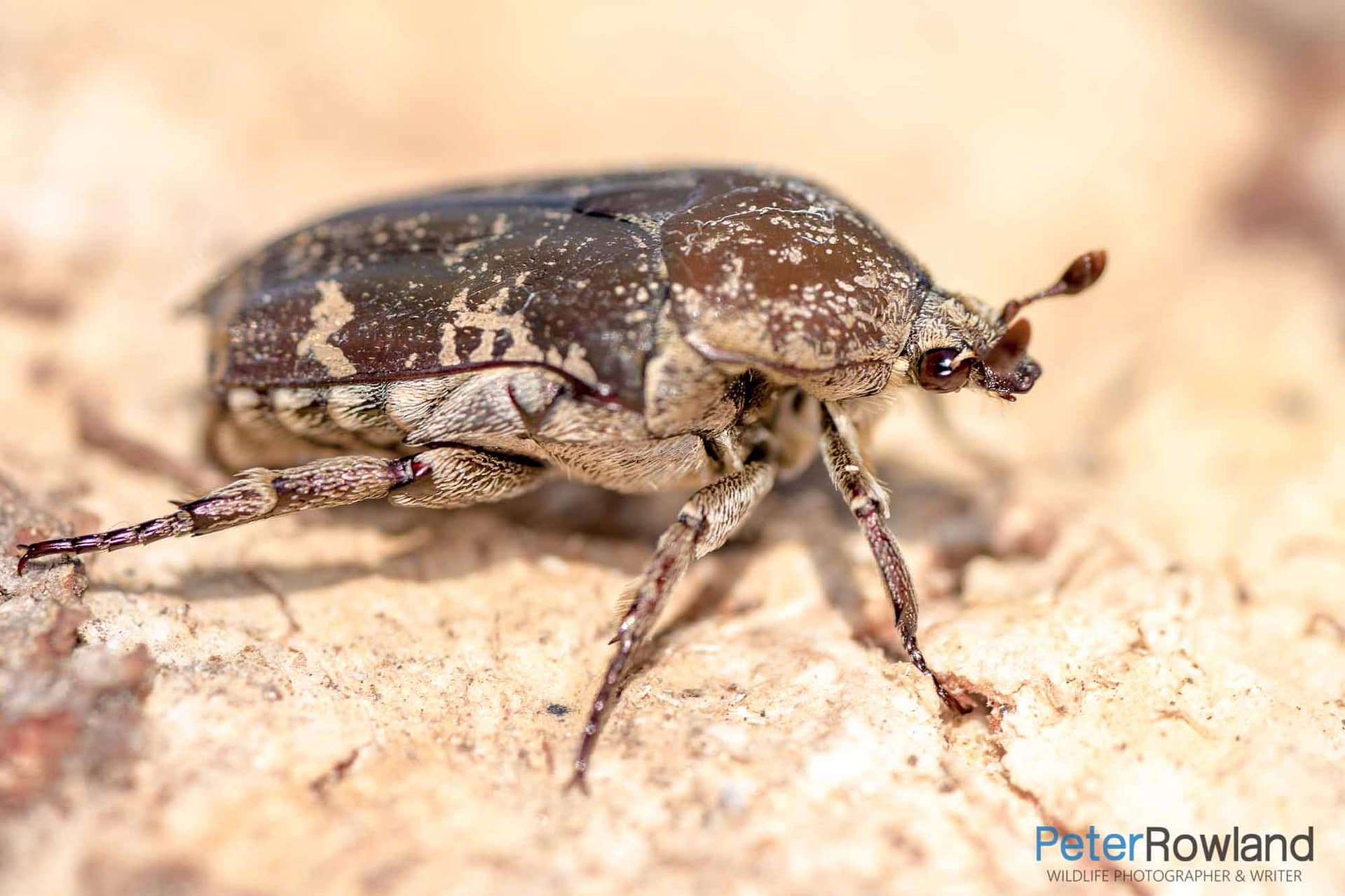 Mottled Flower Scarab A Mottled Flower Scarab beetle crawling over a lichen covered rock
