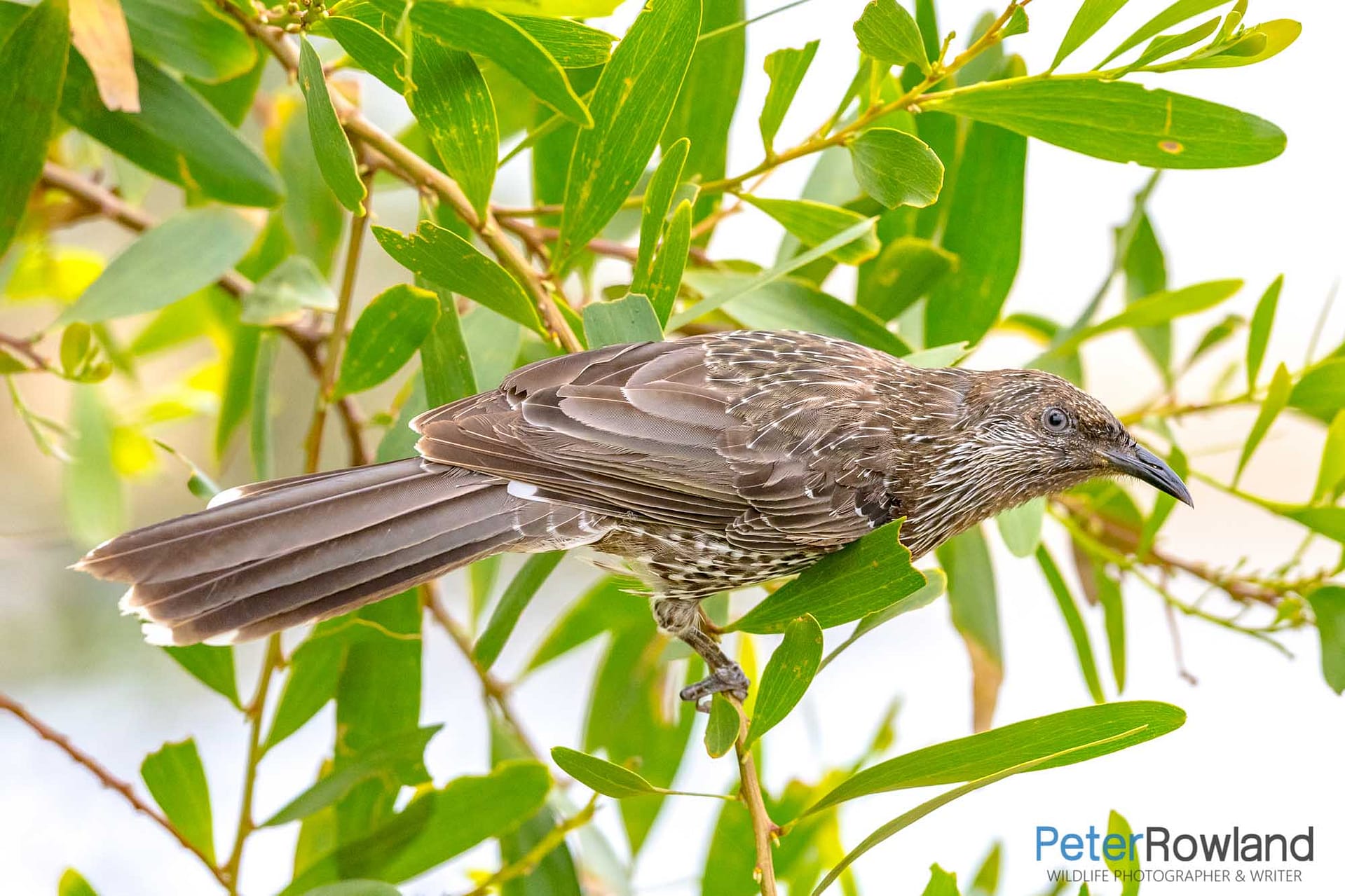 Little Wattlebird (Anthochaera chrysoptera) perching on thin leafy bush. [Photographed by Peter Rowland]