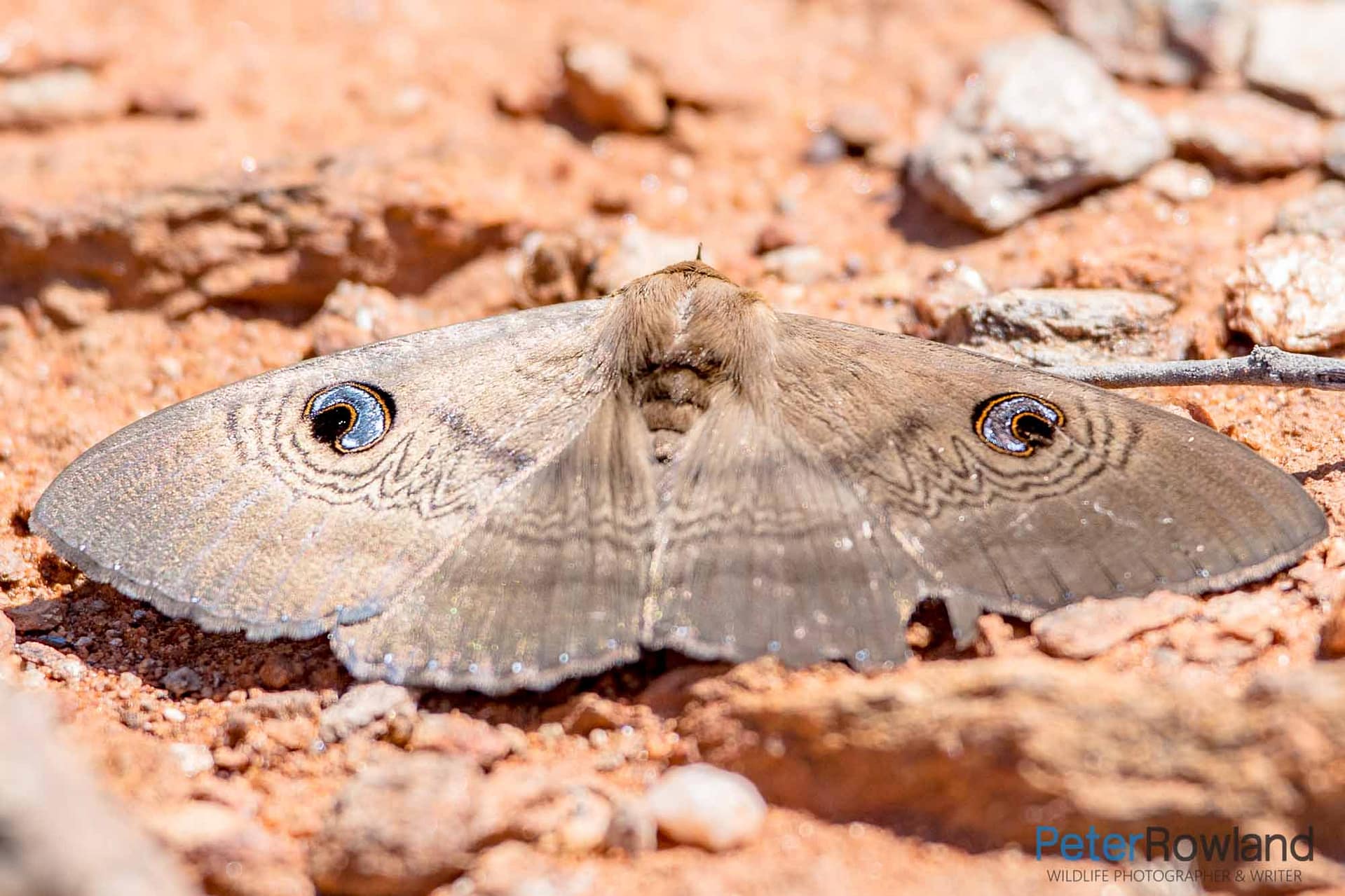 Southern Moon Moth A Southern Moon Moth perched on the ground with wings outspread, showing large eyespots on wings