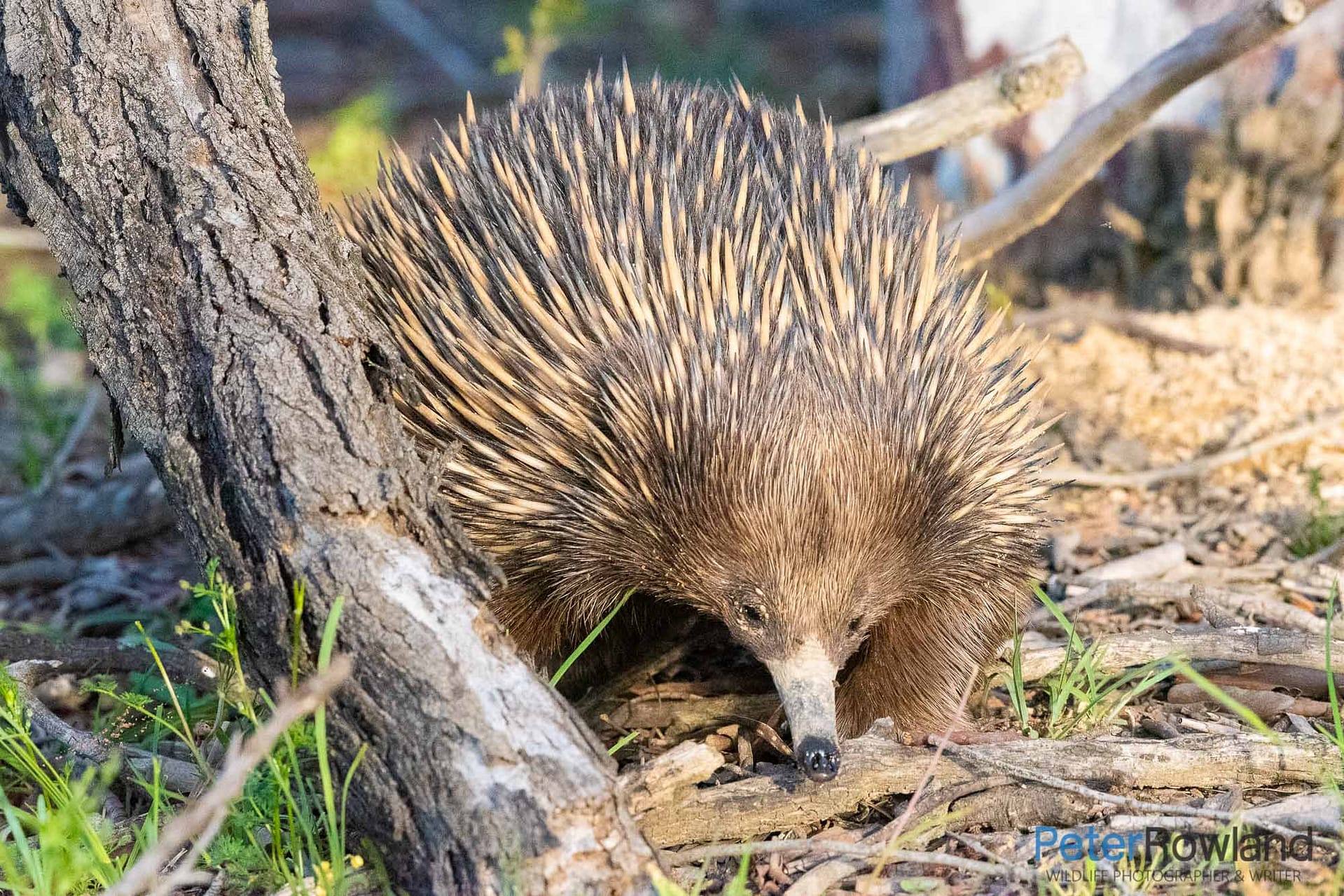A Short-beaked Echidna searching for food on leafy ground