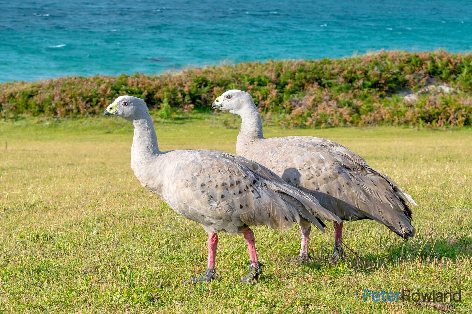 A pair of Cape Barren Geese walking on green grassy hill with ocean in background