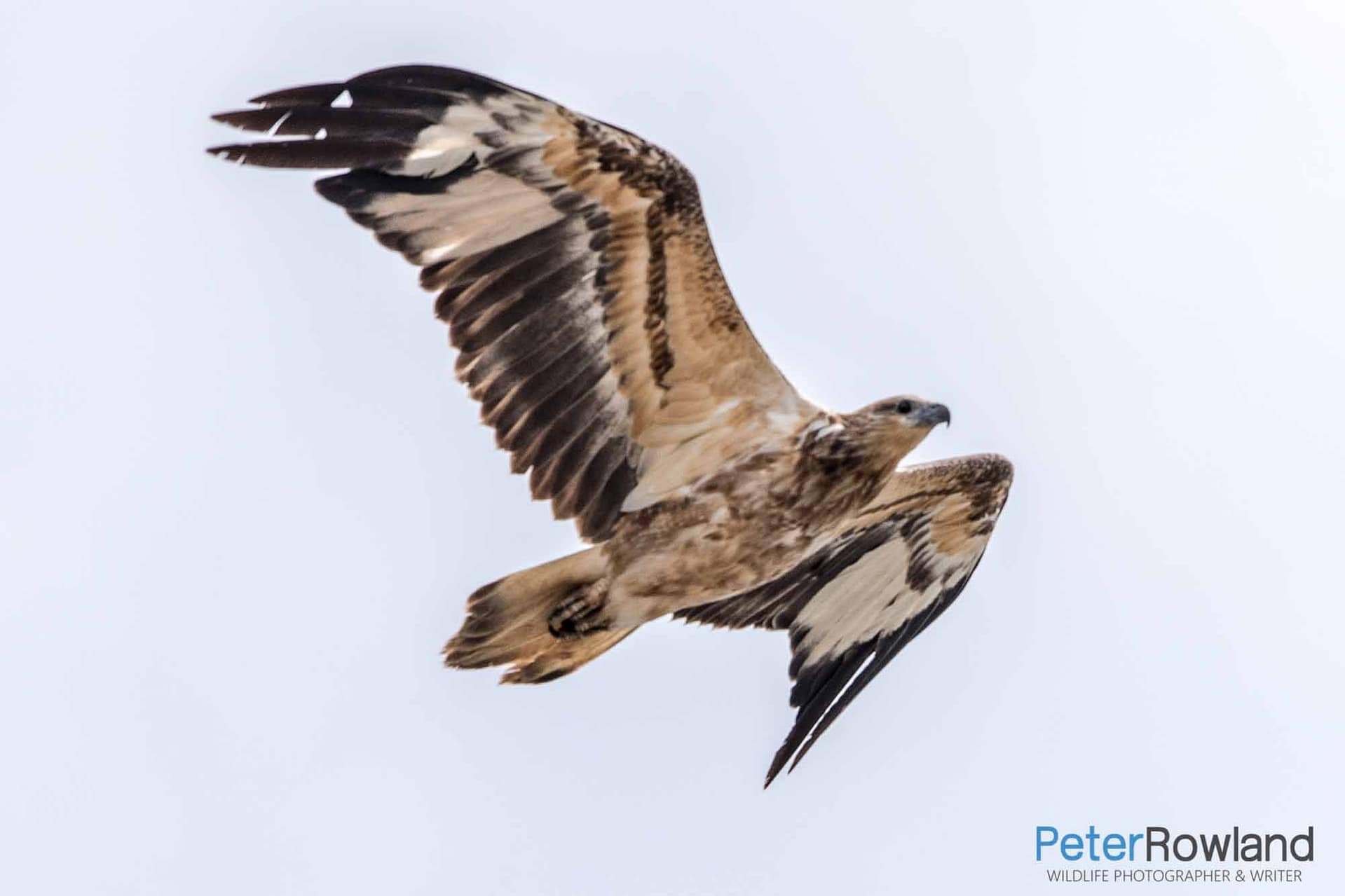 White-bellied Sea-Eagle An immature White-bellied Sea-Eagle in flight