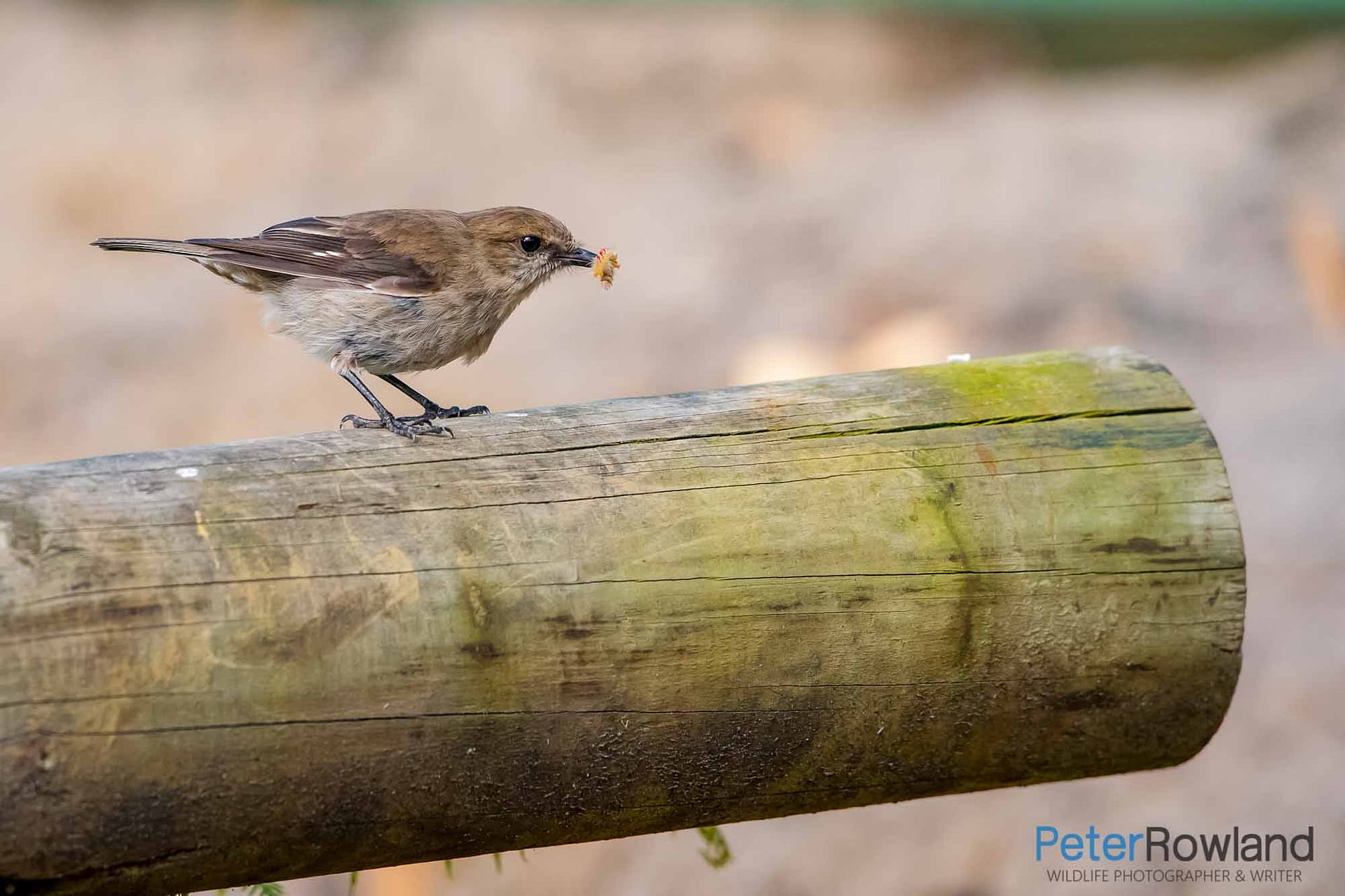 A Dusky Robin on top of an overturned fence post