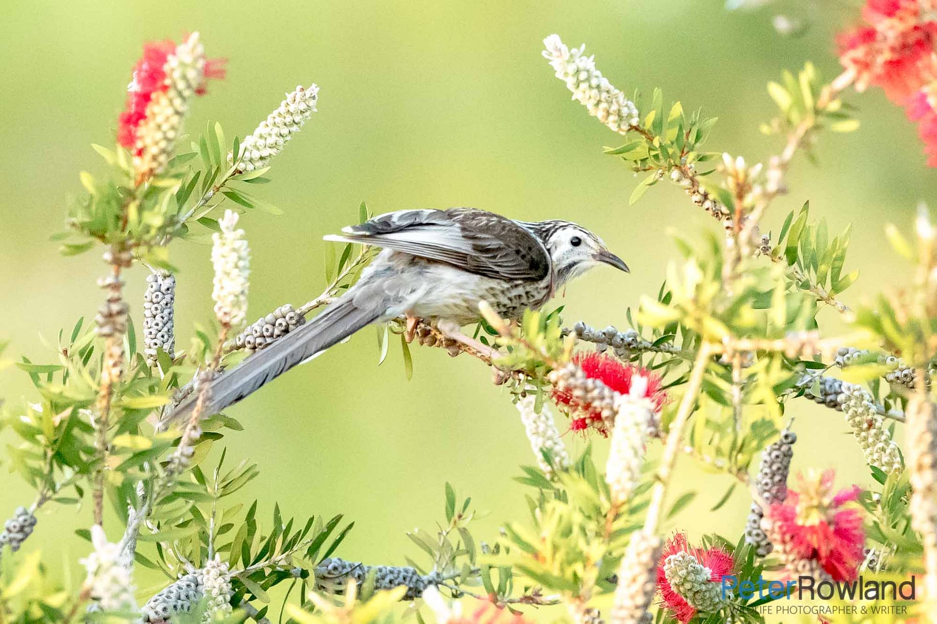 Yellow Wattlebird (Anthochaera paradoxa) foraging amongst red flowers of bottlebrush