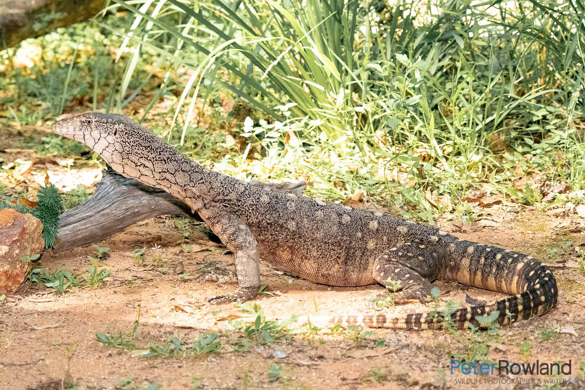 Perentie The Perentie. Australias largest lizard. Laying on the sun in the dirt
