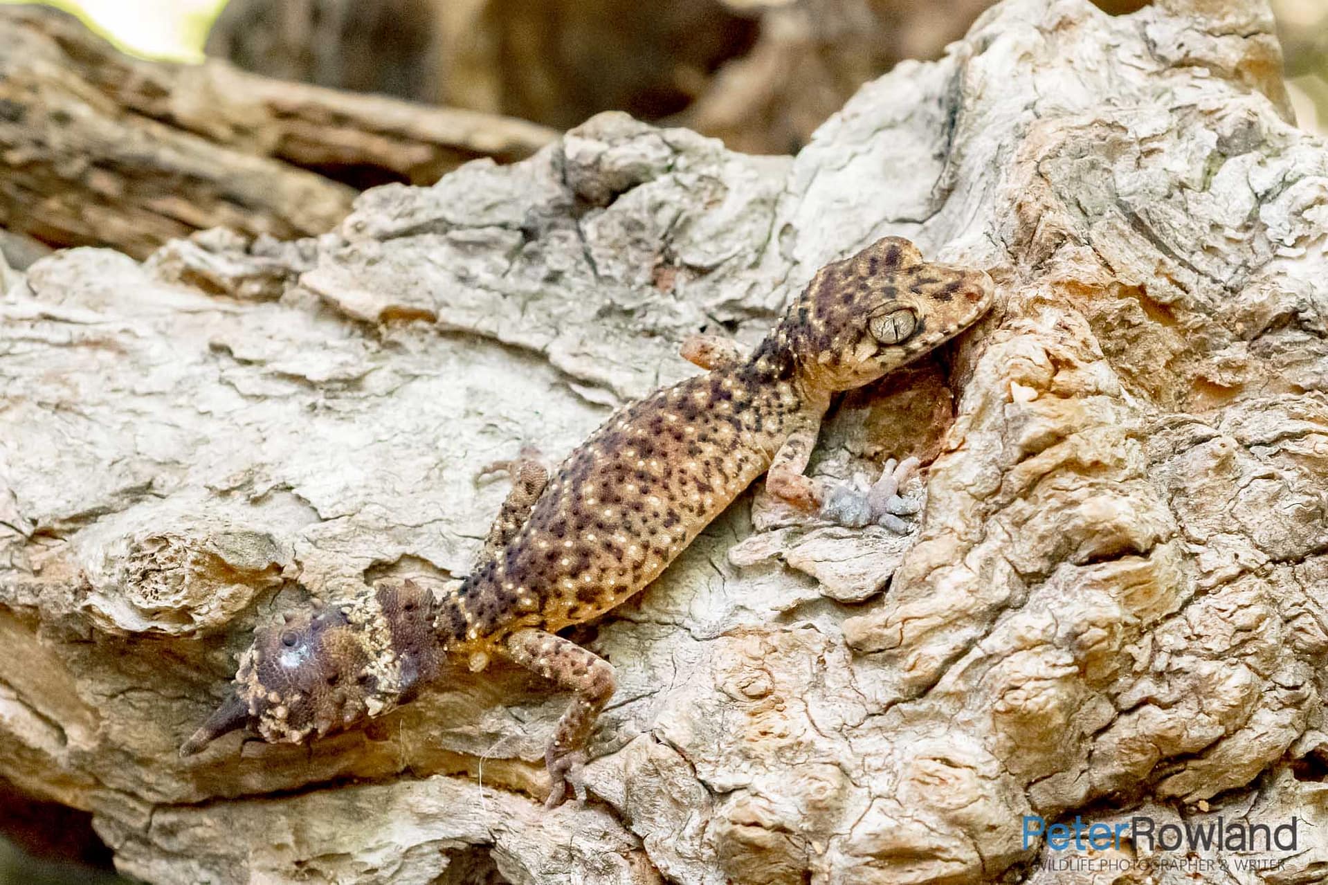 Border Thick-tailed Gecko clinging to dead fallen tree trunk