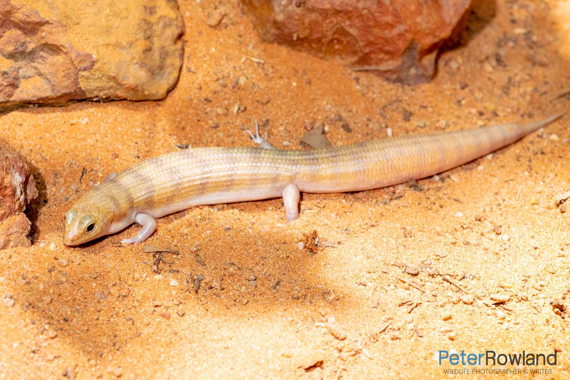 A Broad-banded Sand Swimmer on sandy ground